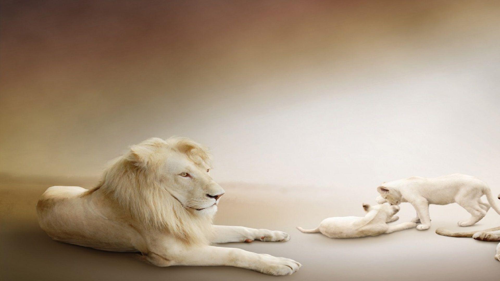 1920x1080 Beautiful Lion Cubs Picture Hd Free Wallpaper