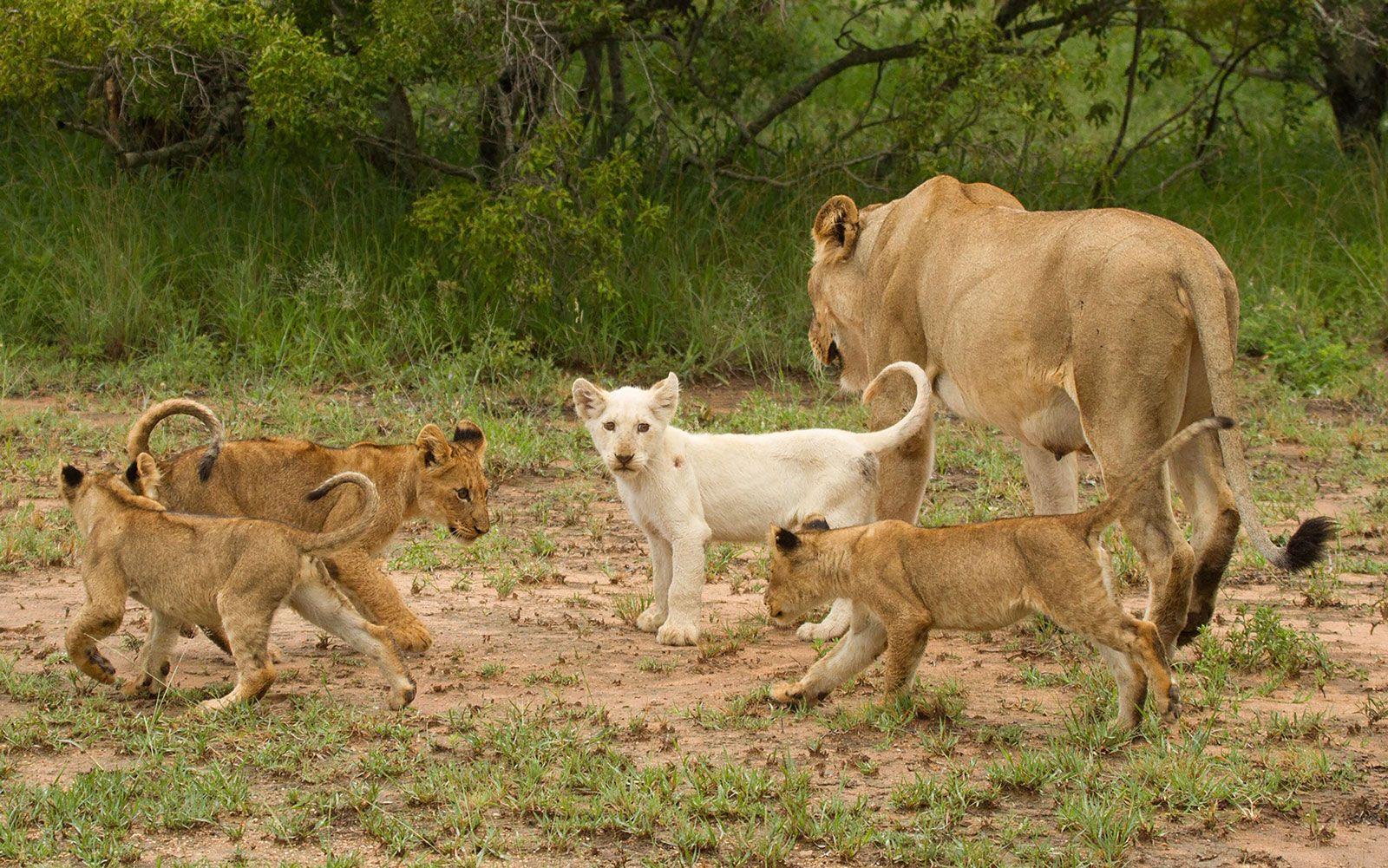 1600x1001 Where to See One of the Only Wild White Lions in the World. Travel + Leisure