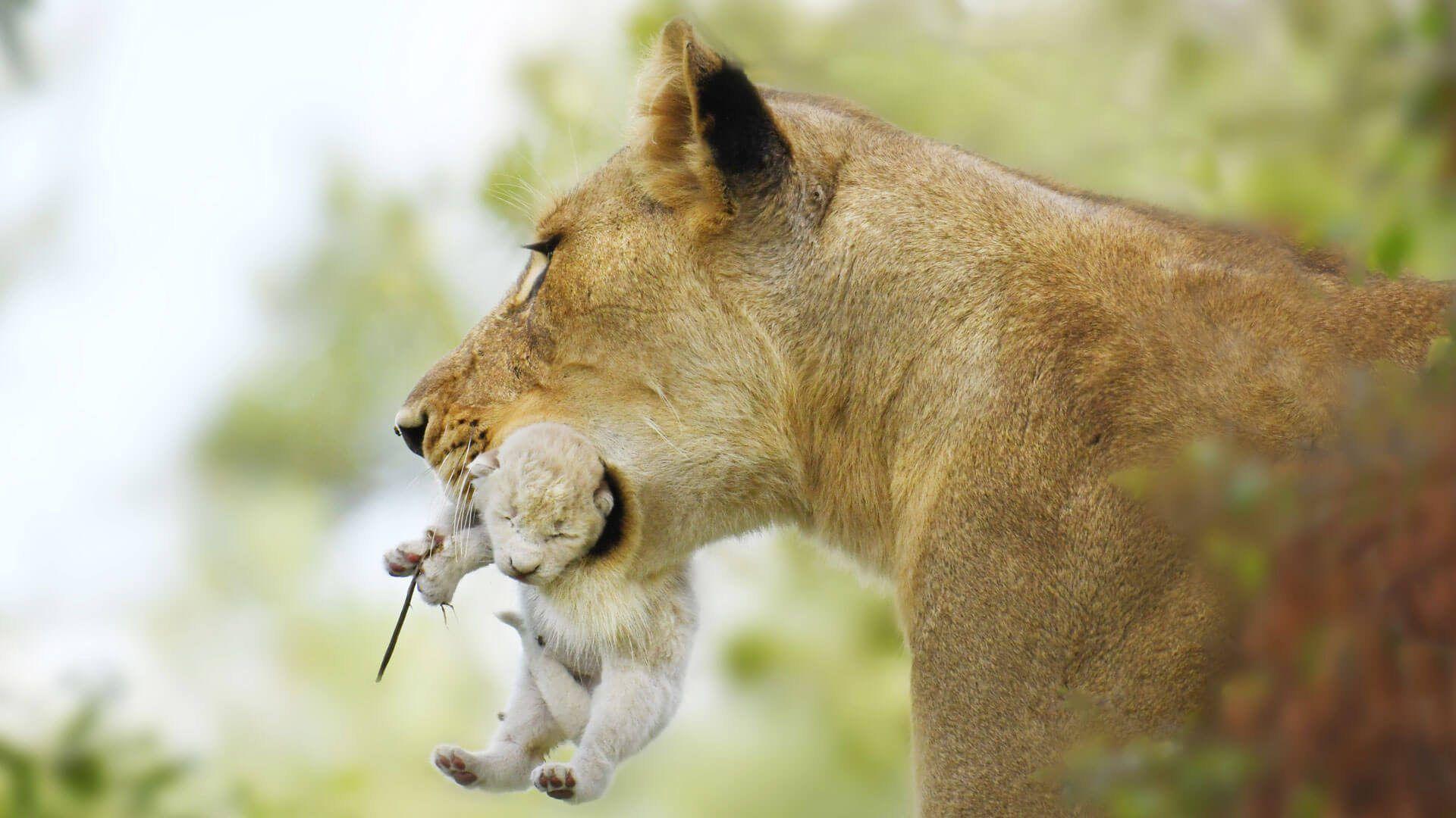 White Lion Cubs Wallpapers - Top Free White Lion Cubs Backgrounds ...