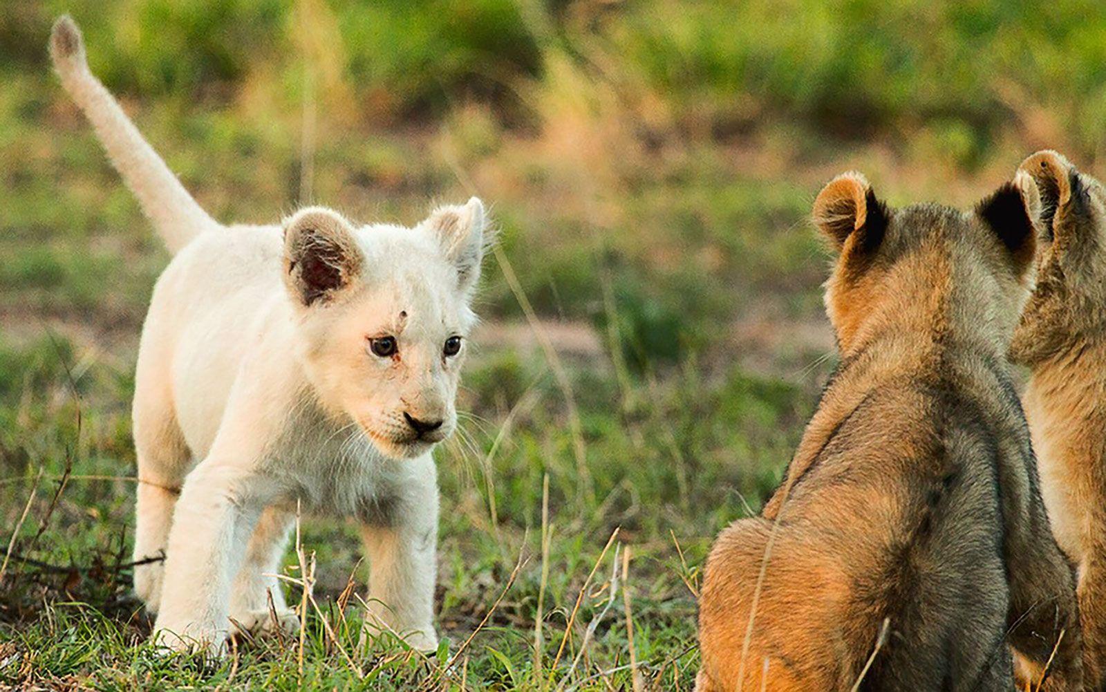 1600x1001 Where to See One of the Only Wild White Lions in the World. Travel + Leisure