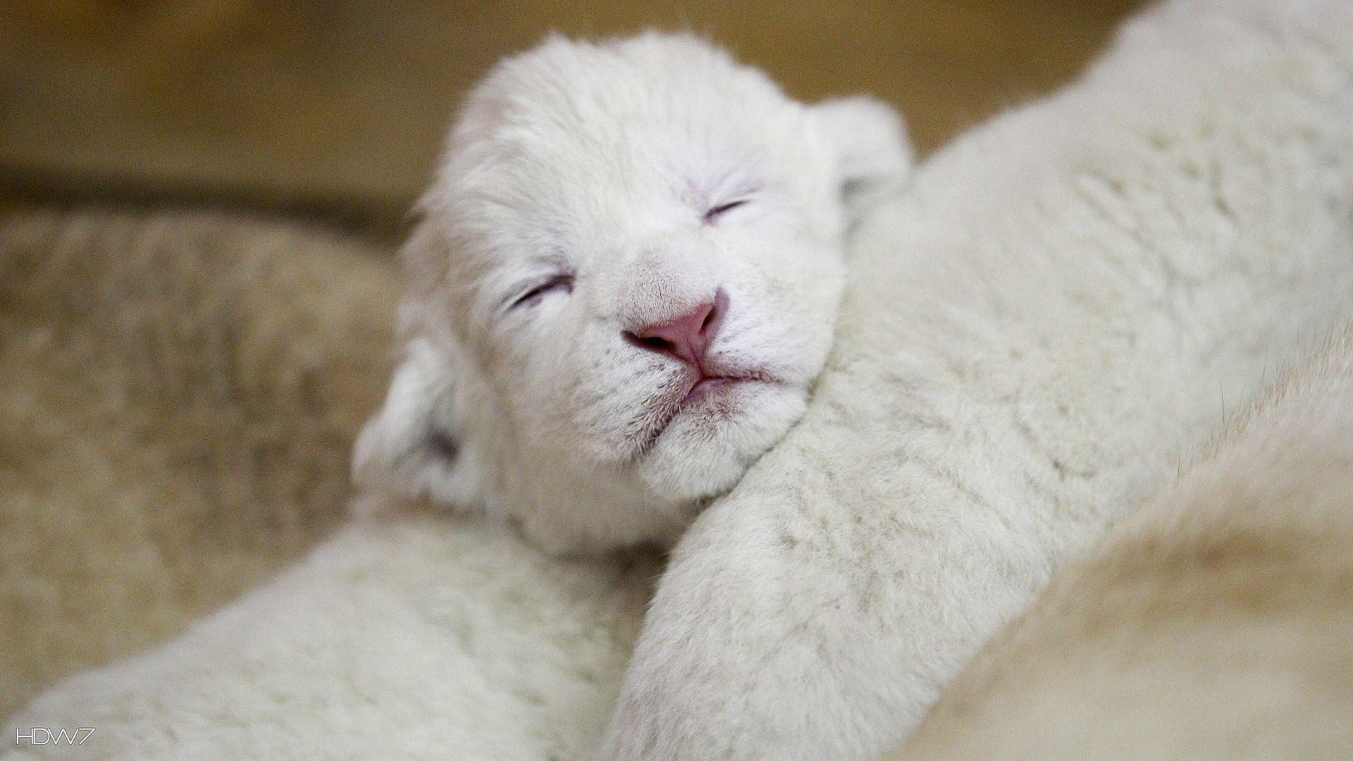 1920x1080 white lion cub. HD wallpaper gallery