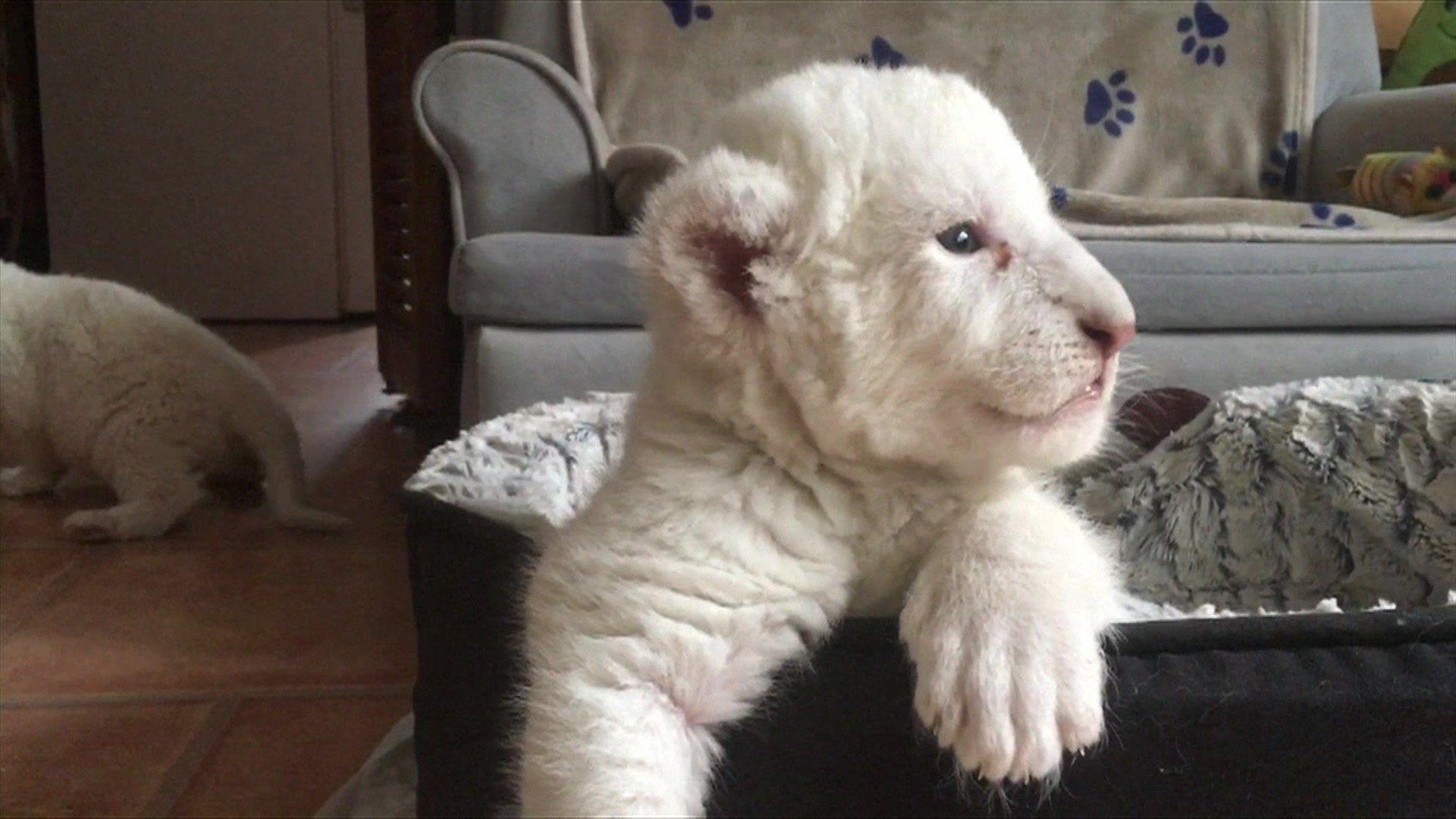 1920x1080 Rare white lion cubs unveiled