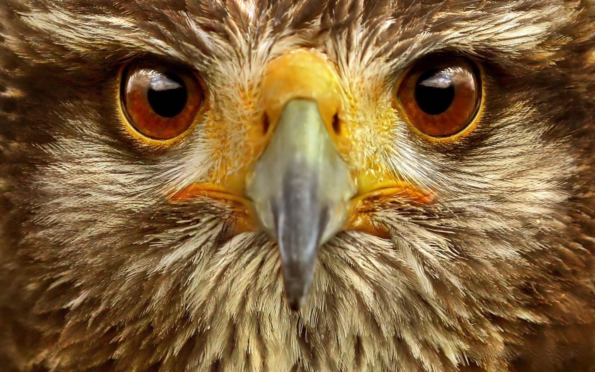 1920x1200 Eagle Eye Wallpaper