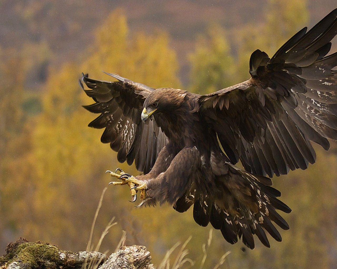 Golden Eagle HD Wallpapers Top Free Golden Eagle HD Backgrounds WallpaperAccess