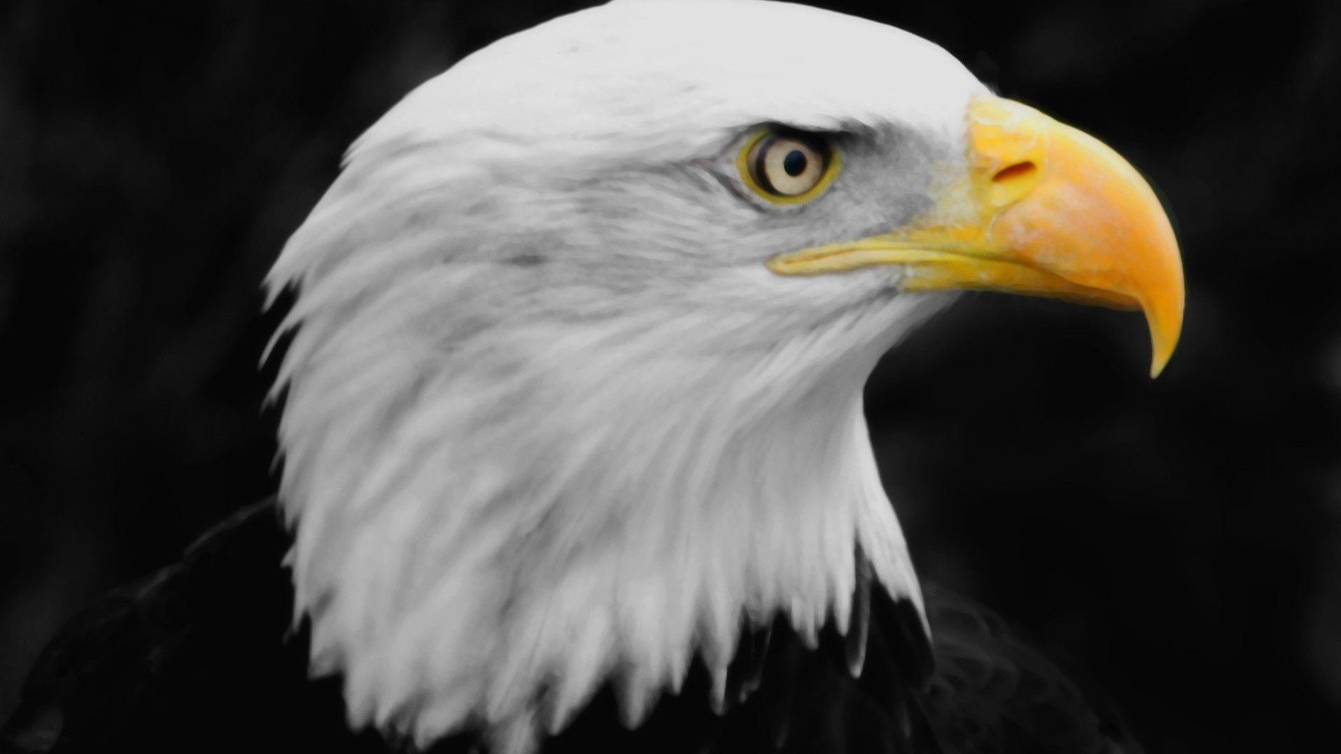 1920x1080 Free download Golden Eagle Wallpaper 10804 HD Wallpaper in Animals Imagecicom [1920x1080] for your Desktop, Mobile & Tablet. Explore Golden Eagle Wallpaper. Eagle Pics Wallpaper, Eagle Wallpaper for Desktop, American Eagle Wallpaper