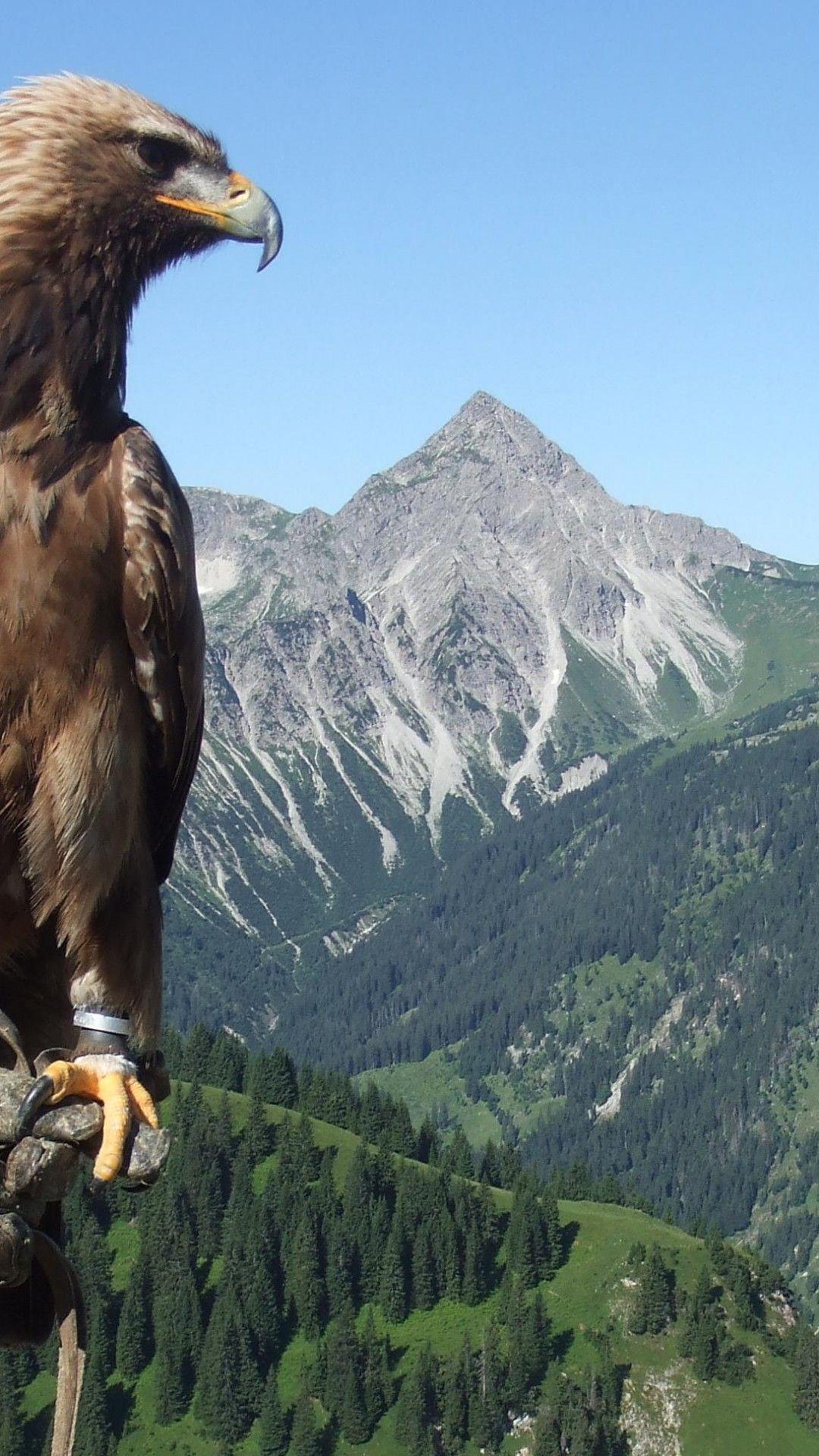 Golden Eagle HD Wallpapers Top Free Golden Eagle HD Backgrounds