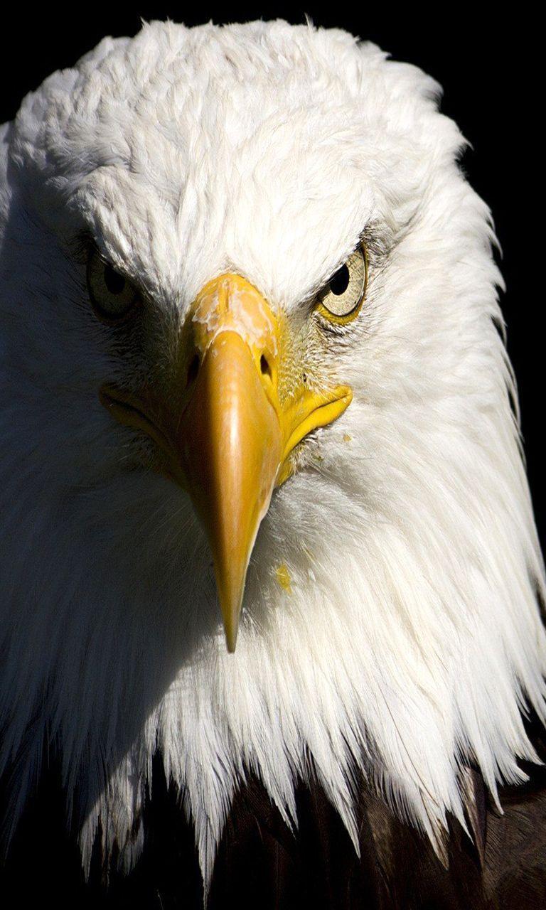 768x1280 Window of Thought Archives Project DNA. Eagle wallpaper, Eagle picture, Eagle image