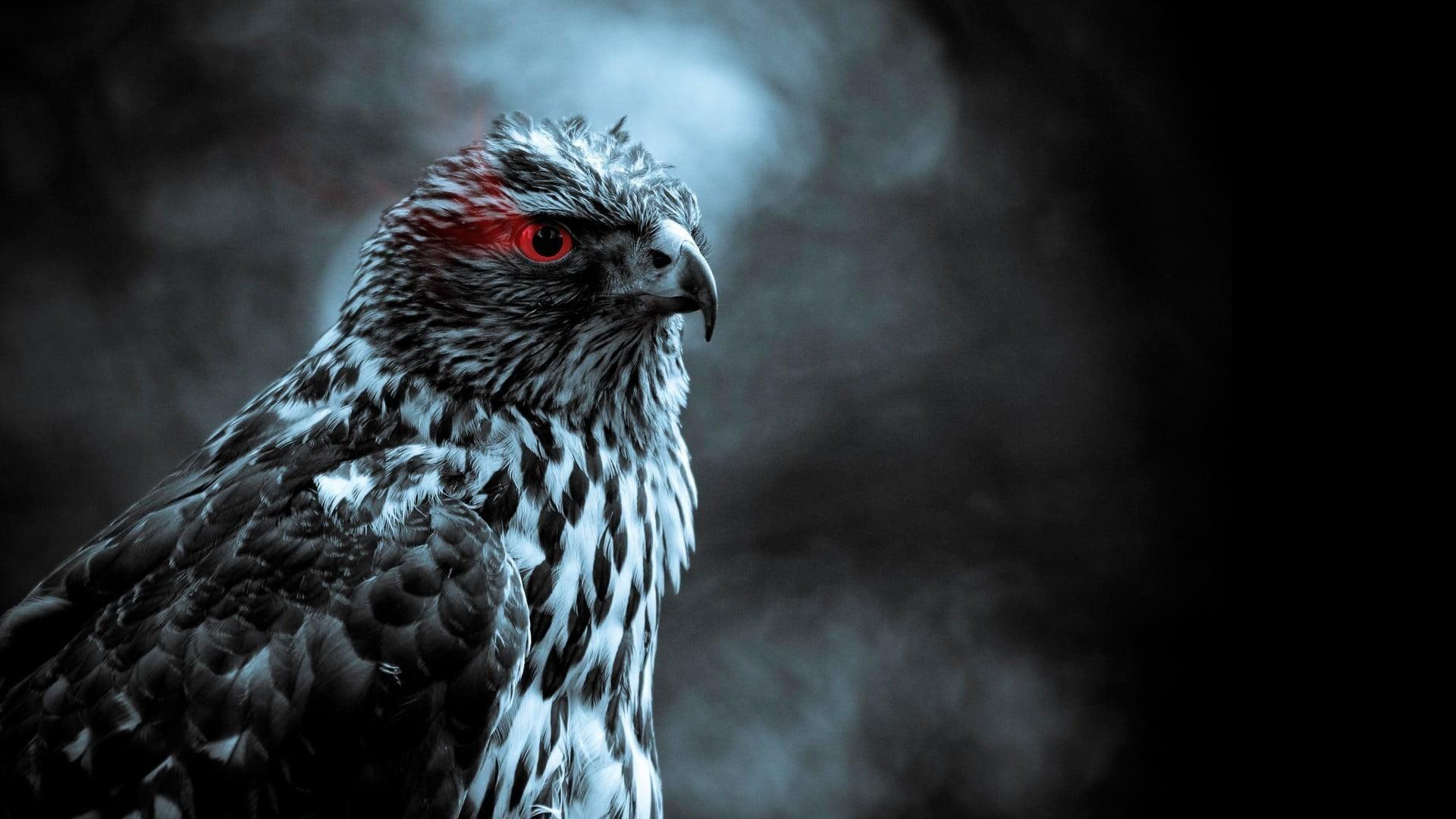 1920x1080 Eagle Eye Wallpaper