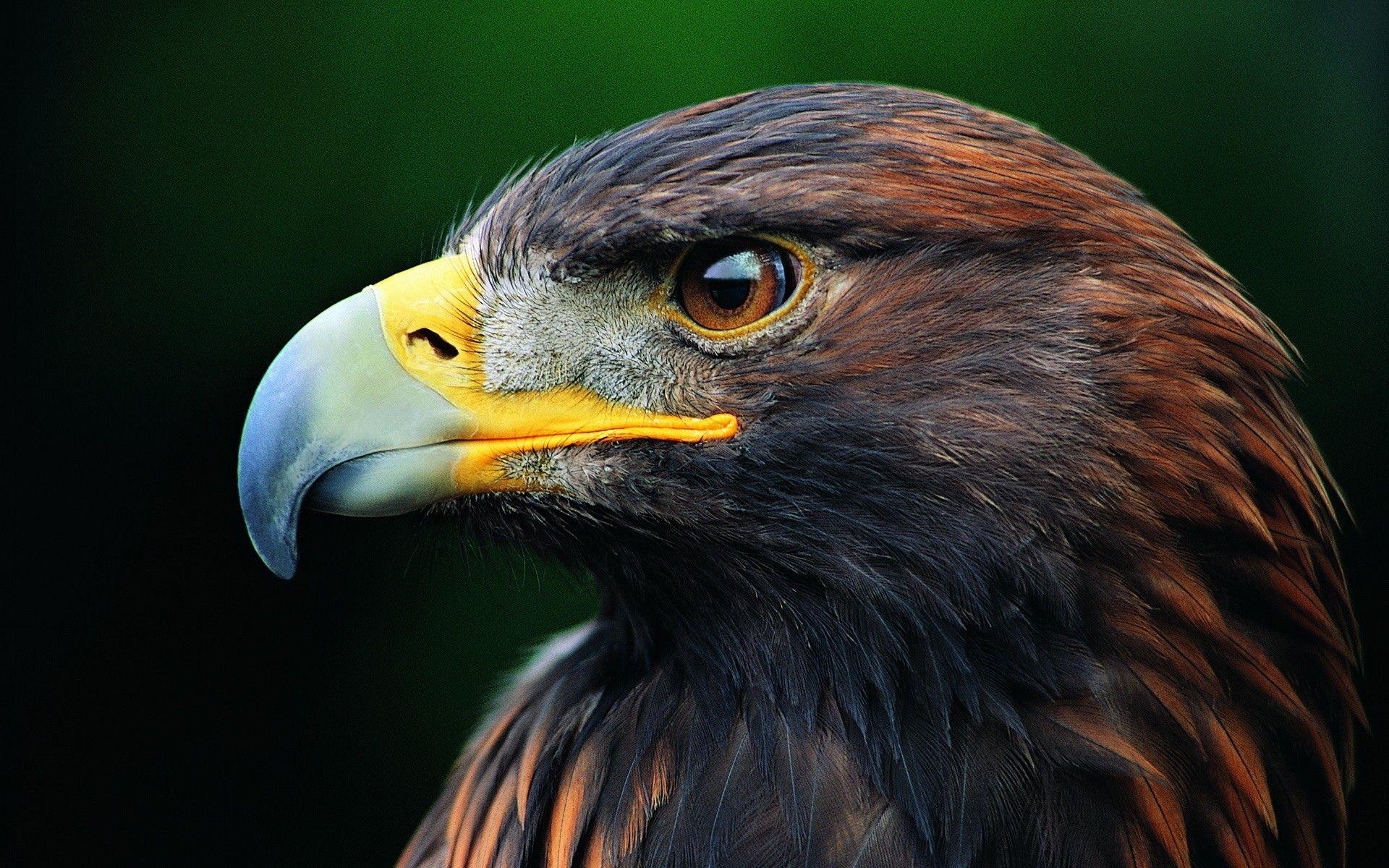 Eagle Eye HD Wallpapers - Top Free Eagle Eye HD Backgrounds