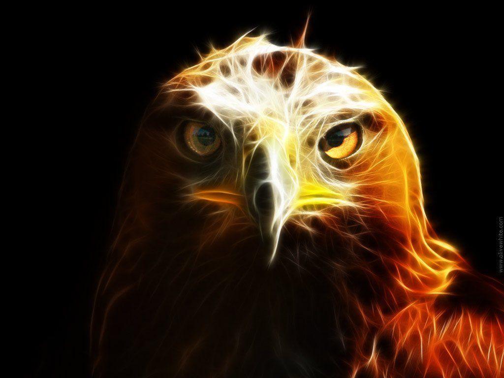 Golden Eagle HD Wallpapers Top Free Golden Eagle HD Backgrounds