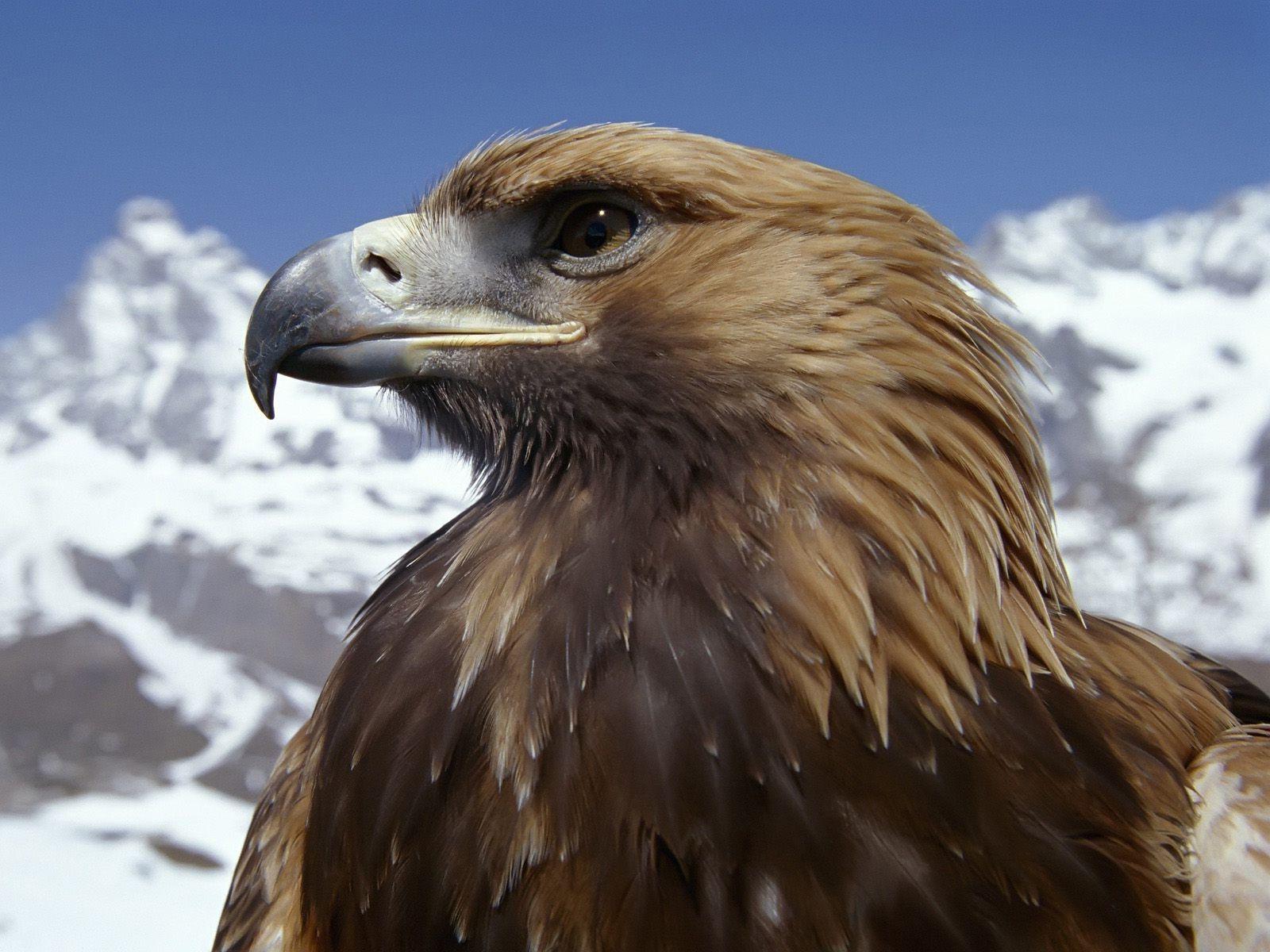 Golden Eagle HD Wallpapers - Top Free Golden Eagle HD Backgrounds