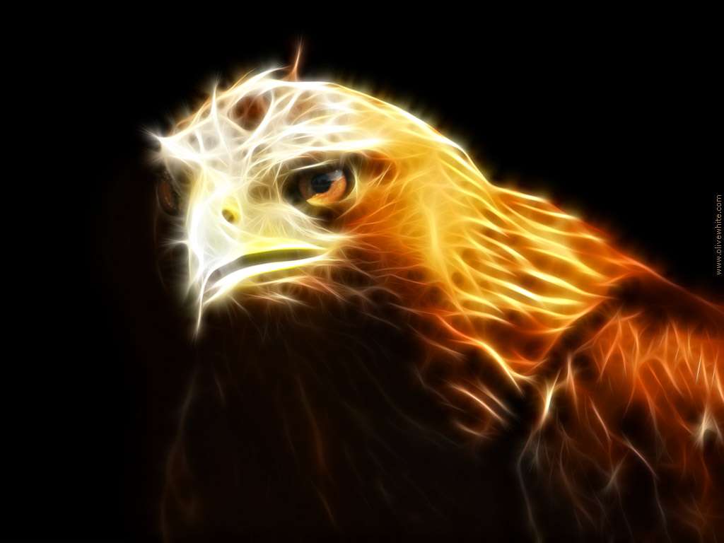 Golden Eagle HD Wallpapers Top Free Golden Eagle HD Backgrounds WallpaperAccess