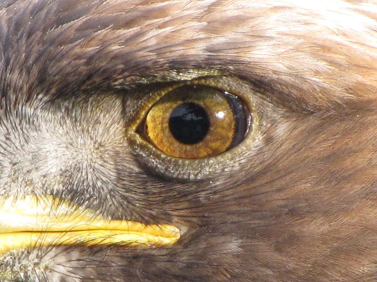 1200x900 Golden Eagle