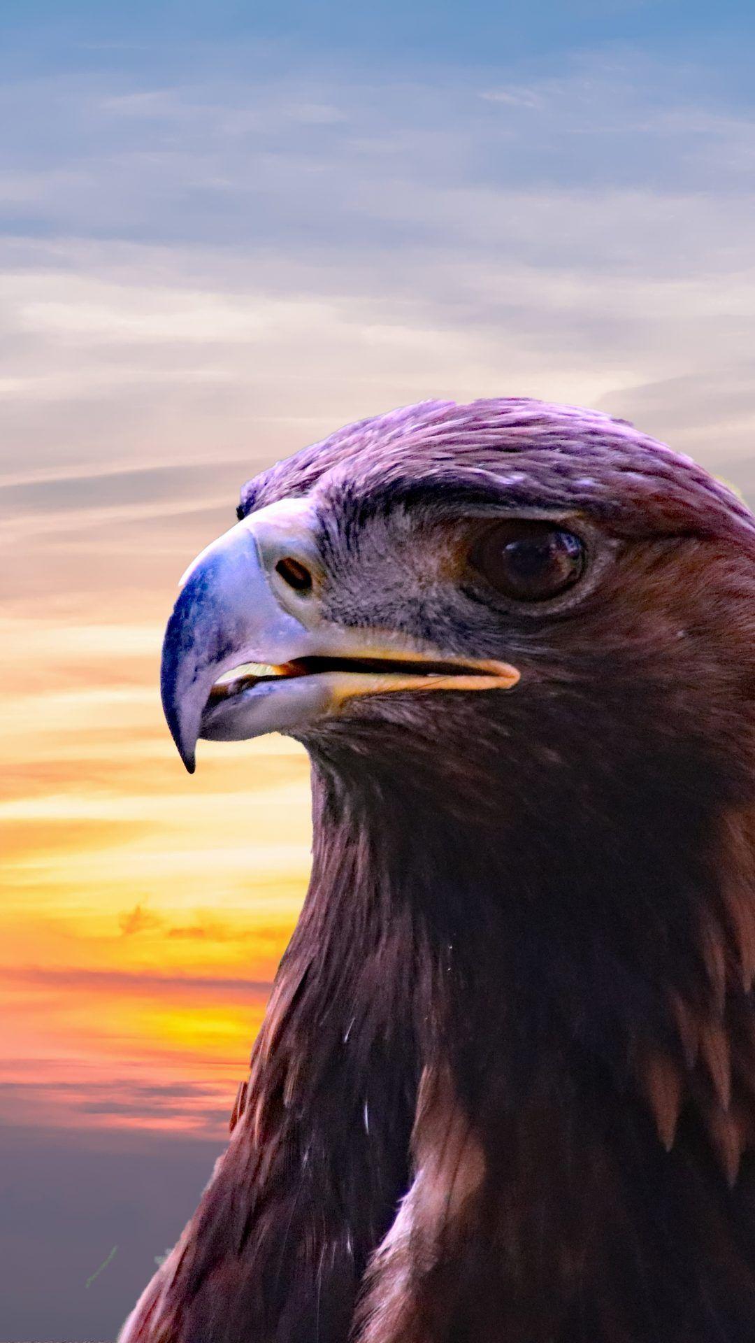Golden Eagle HD Wallpapers Top Free Golden Eagle HD Backgrounds