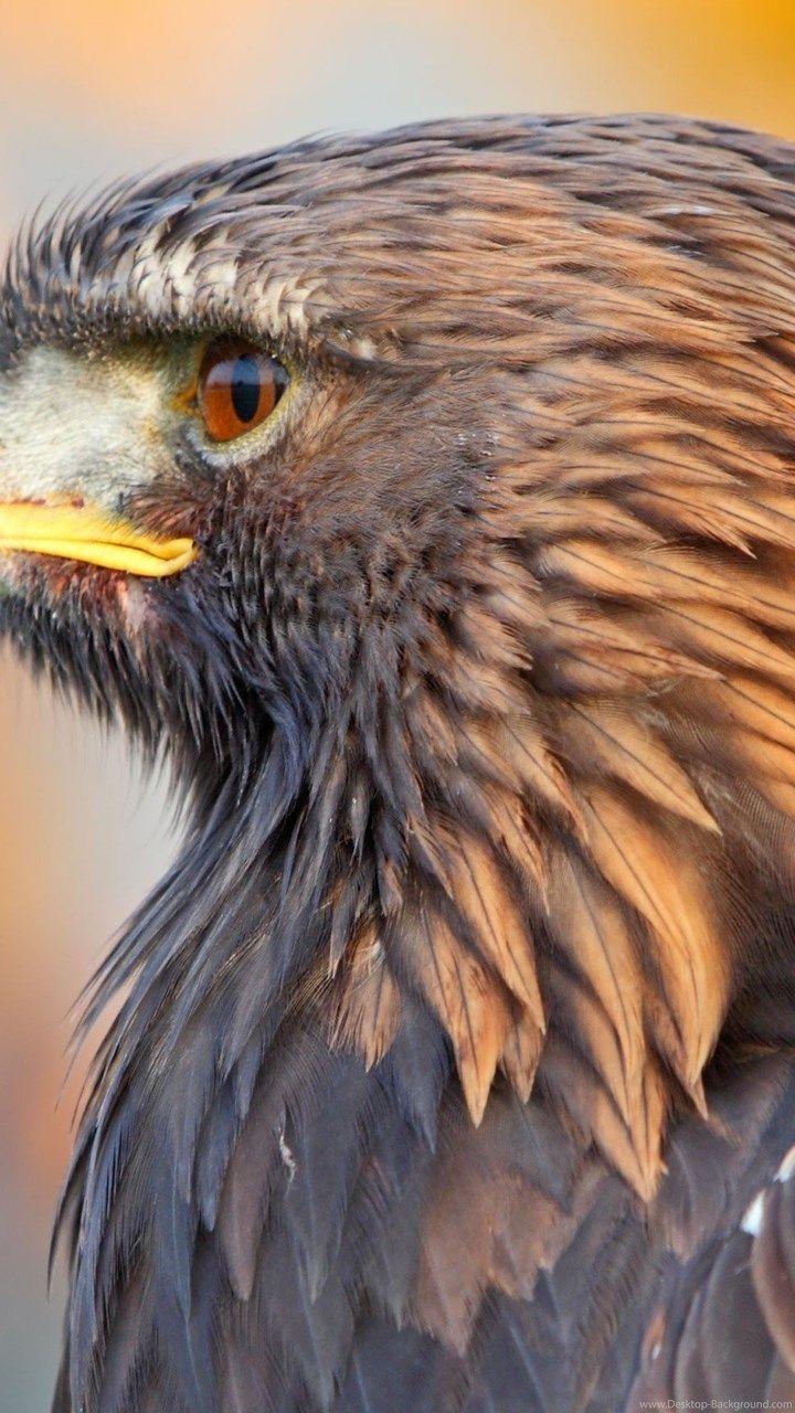 Golden Eagle Hd Wallpapers - Top Free Golden Eagle Hd Backgrounds 