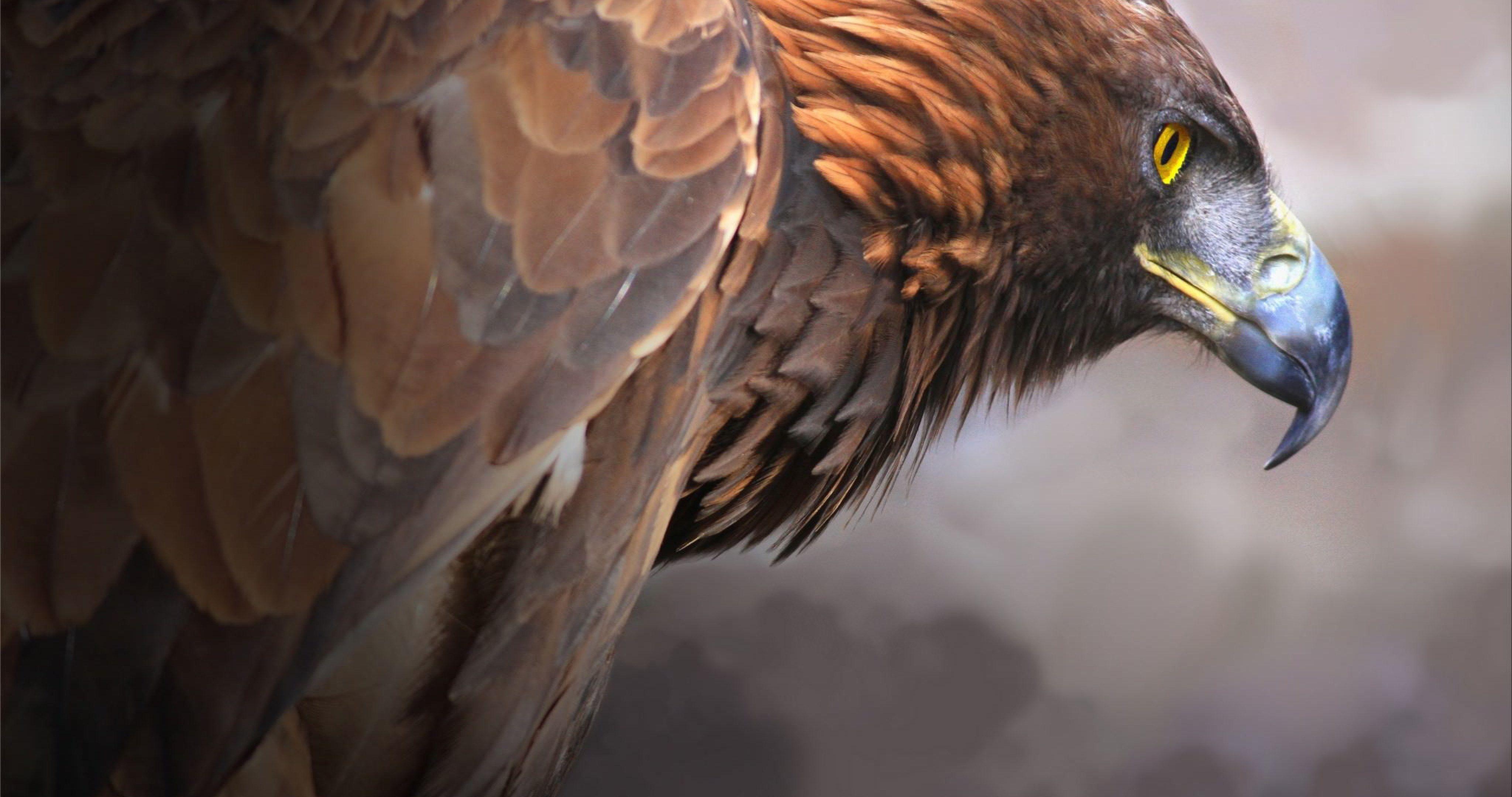 Golden Eagle HD Wallpapers Top Free Golden Eagle HD Backgrounds