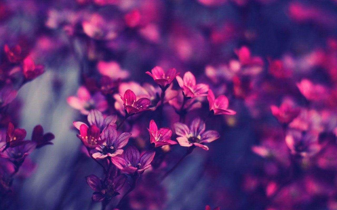 1280x800 Elegant Wallpaper. Elegant Wallpaper, Elegant Floral Wallpaper and Elegant Flower Wallpaper
