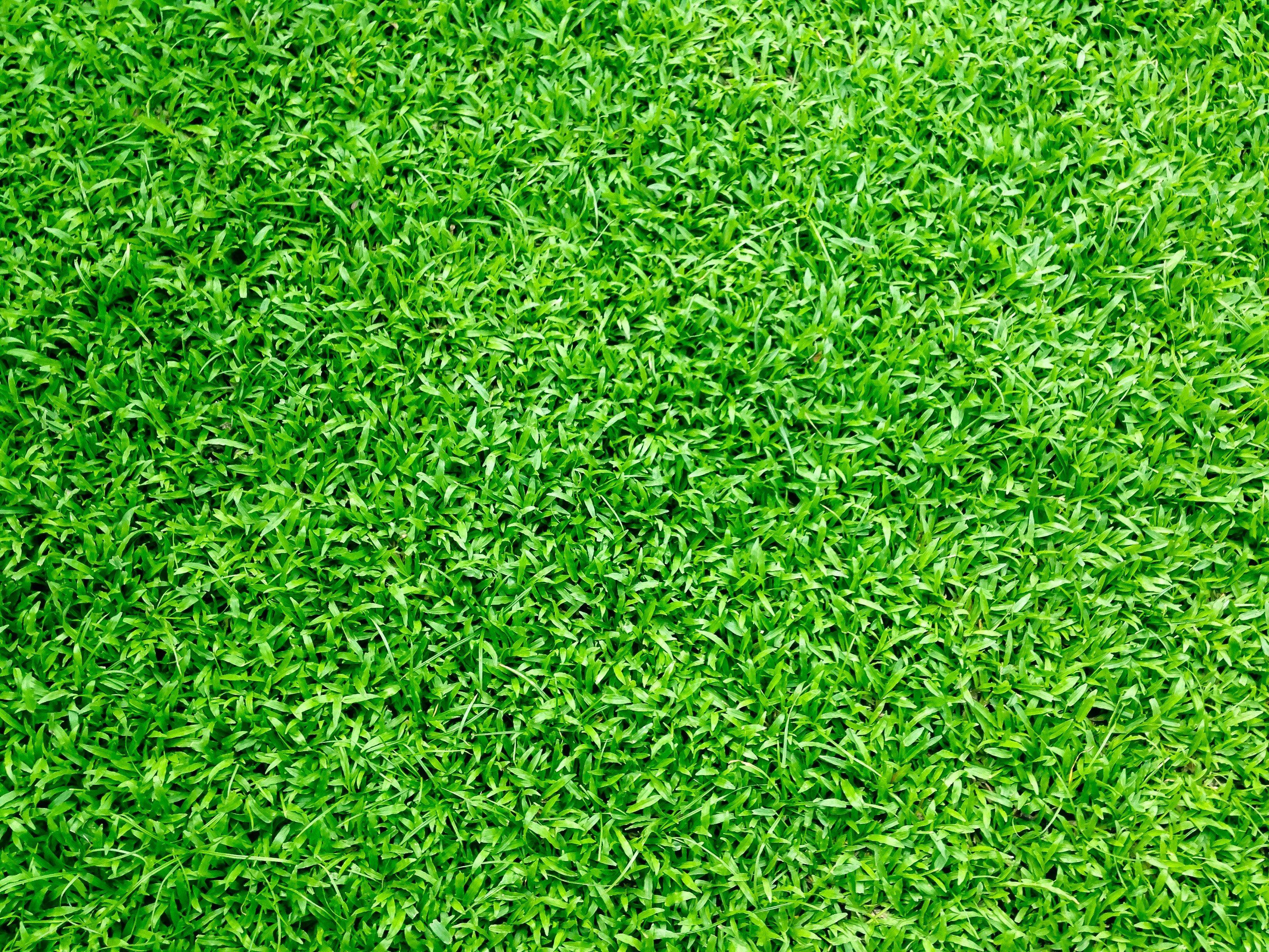 3264x2448 Green Grass · Free