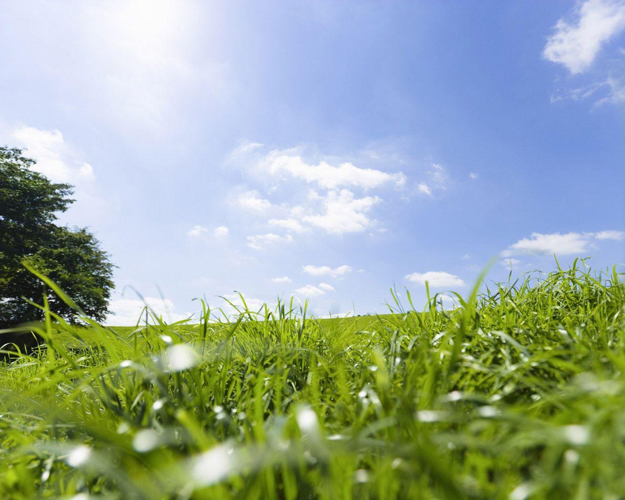 1280x1024 Summer Meadow Scenery Meadow Wallpaper 1280x1024 NO.6 Desktop Wallpaper