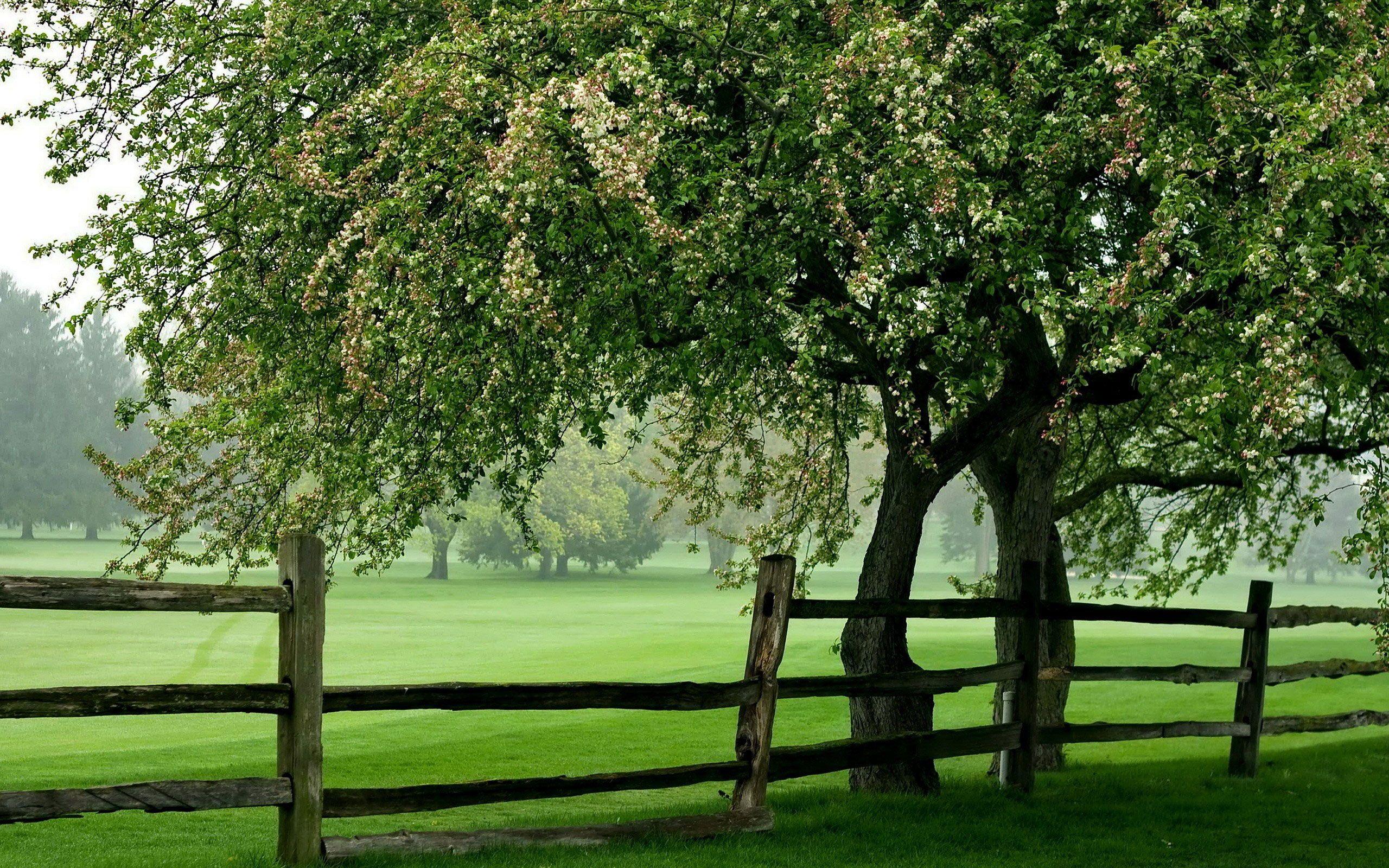 2560x1600 Green Meadow Tree Fence wallpaperx1600