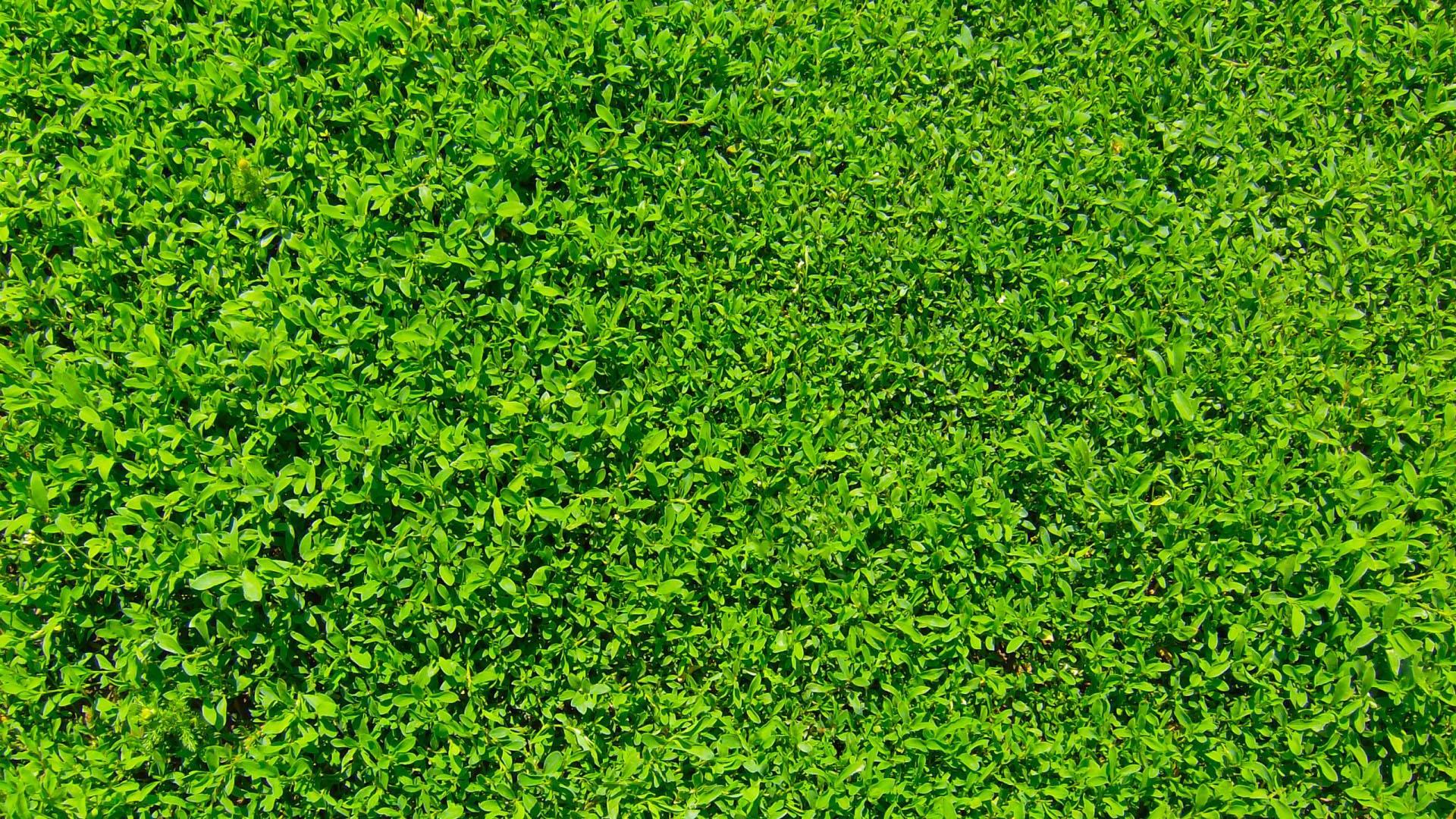 1920x1080 Fresh green grass.Wallpaper for Android
