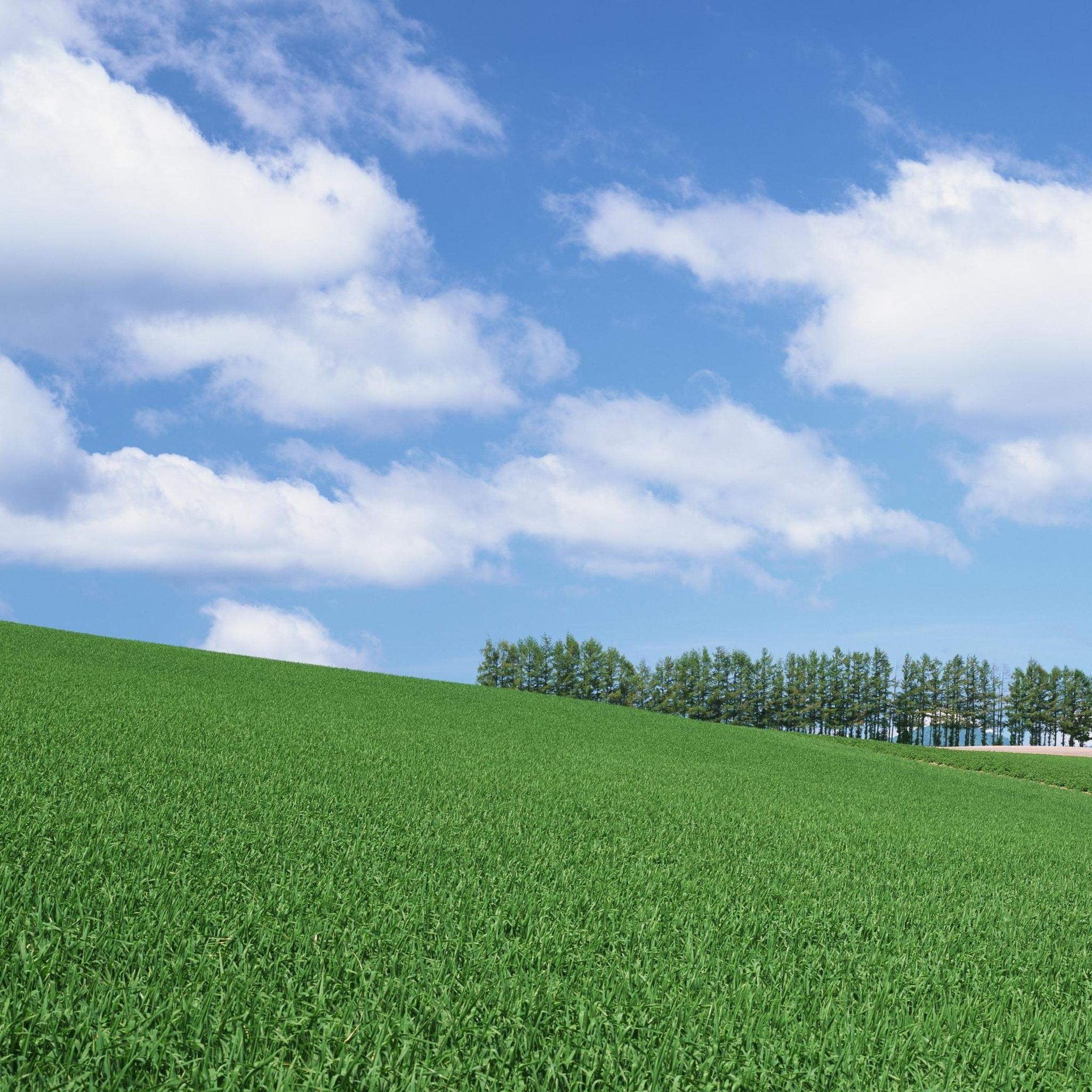 Песня голубое небо зеленая трава. Трава поле. Зеленое поле. Поле и небо. Трава и небо.