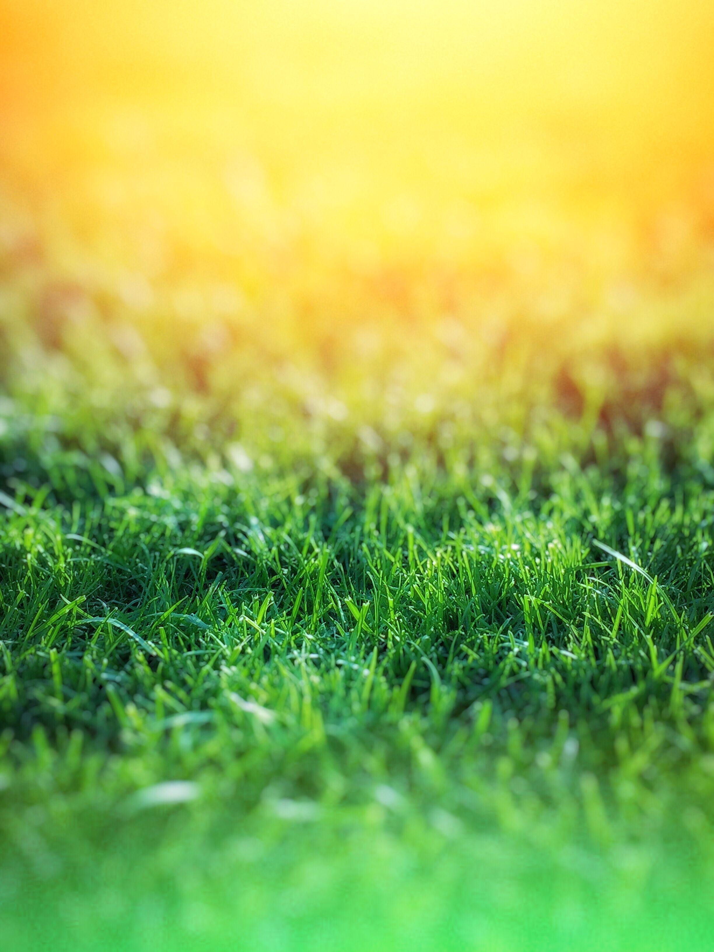 2448x3264 Green Grass over Yellow Background · Free