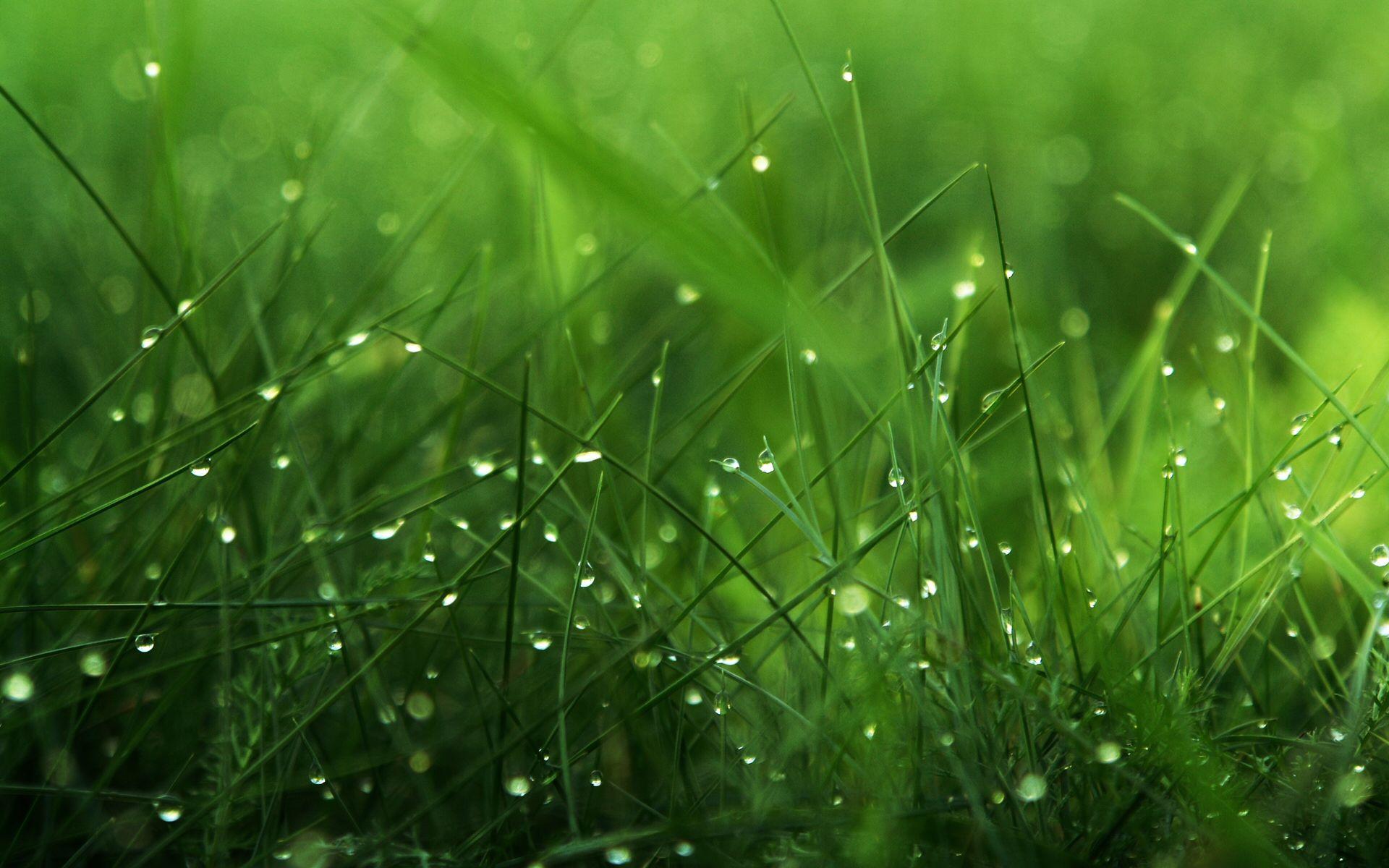 1920x1200 Full Green Grass Image