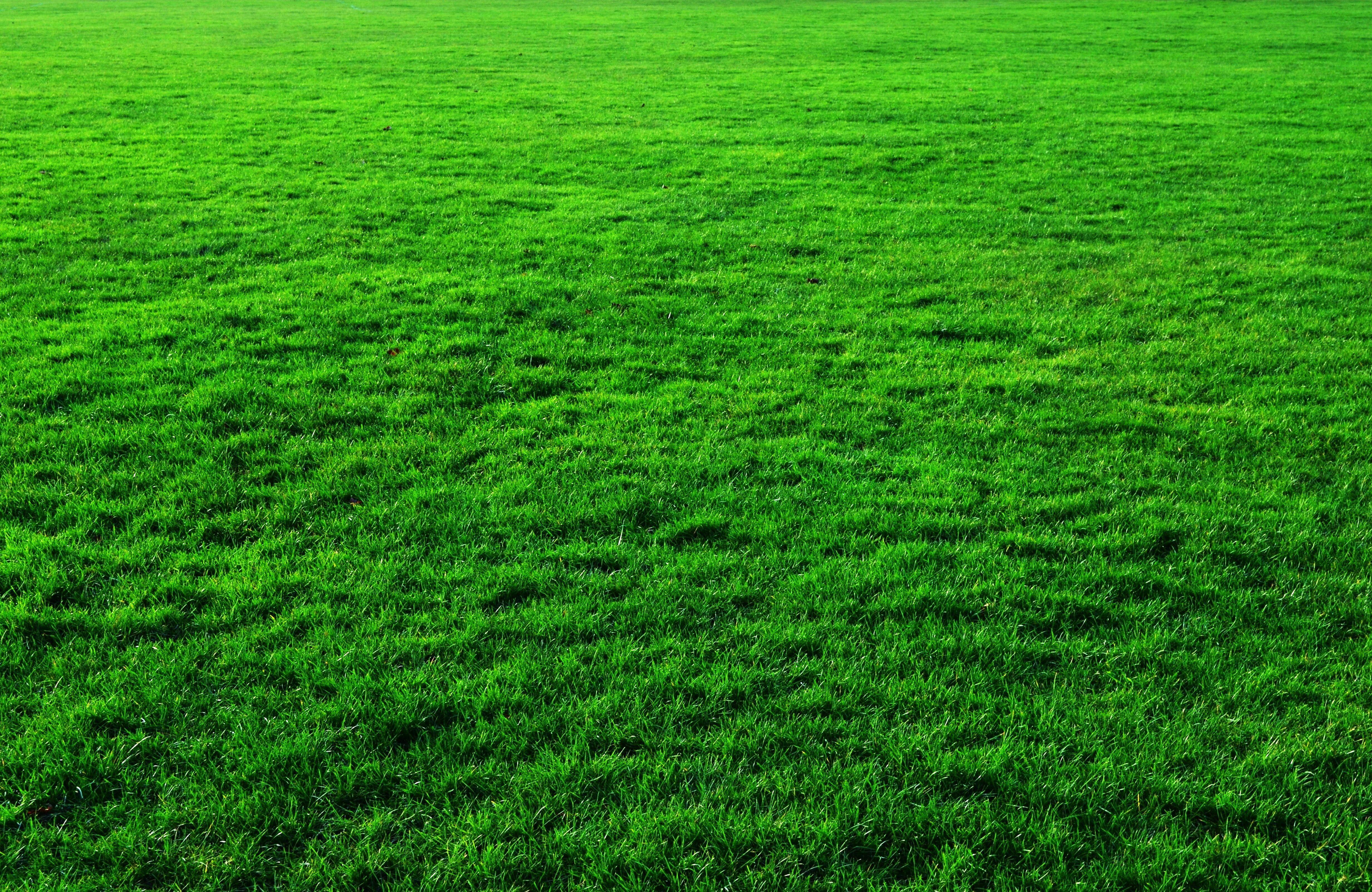 4928x3206 Green Grass Background Green Grass #Background #photos #grass #green #lawn public domain #nature green C. Green grass background, Grass background, Grass textures