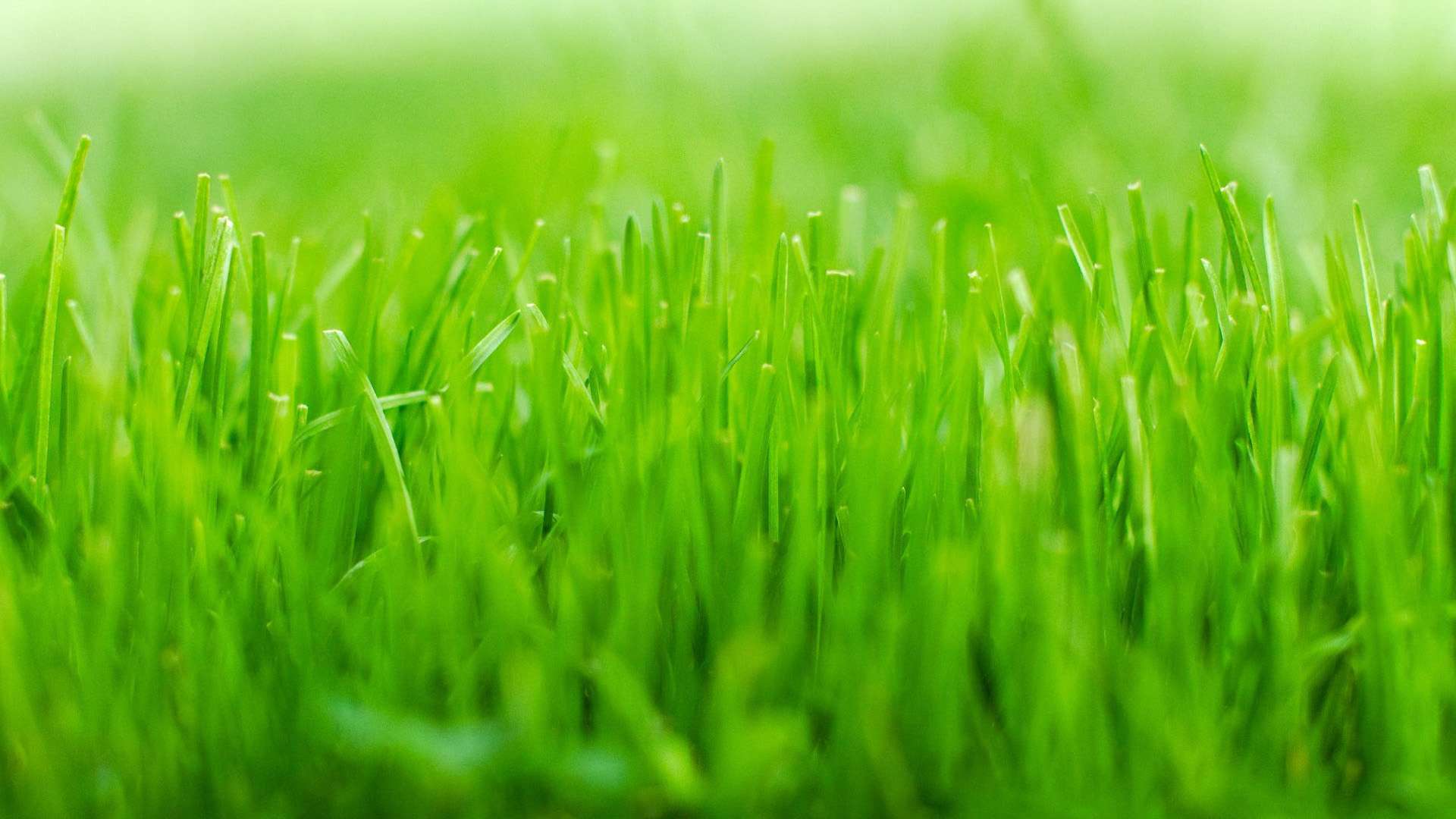 1920x1080 Nature Green Grass Wallpaper