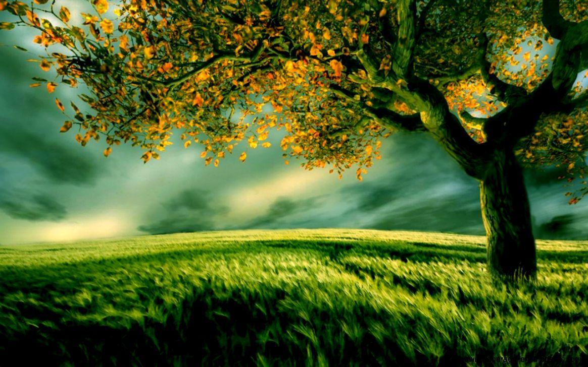 1164x728 Green Grass Wallpaper. Full HD Wallpaper