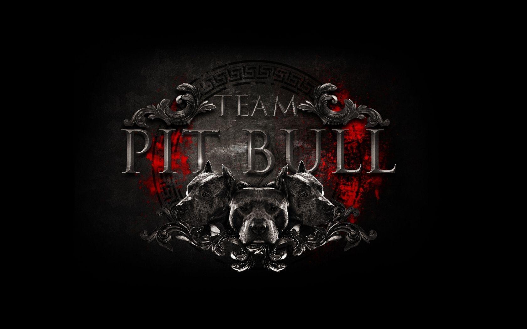 1680x1050 Free download Pitbull Logo Wallpaper Graphic Picture Hot HD Wallpaper [1920x1200] for your Desktop, Mobile & Tablet. Explore Pit Bull Wallpaper for Computer. Free Christmas Wallpaper For Computer, Spring