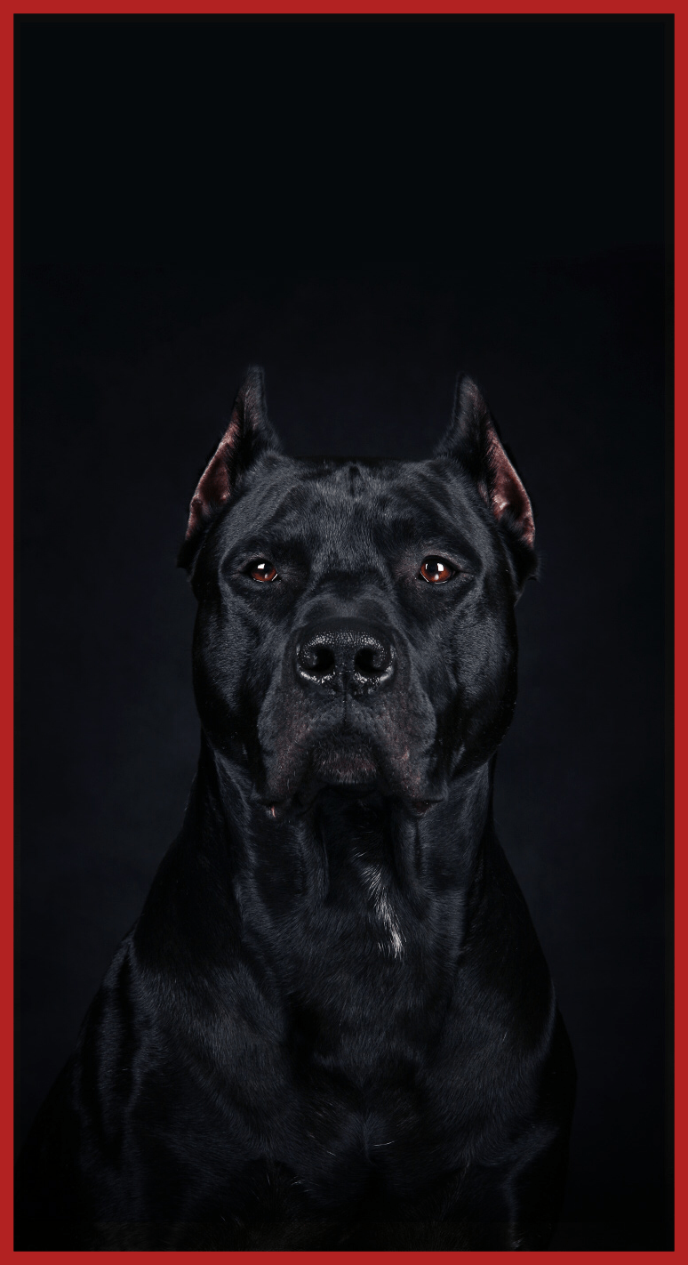 774x1422 Pitbull Logo Wallpaper