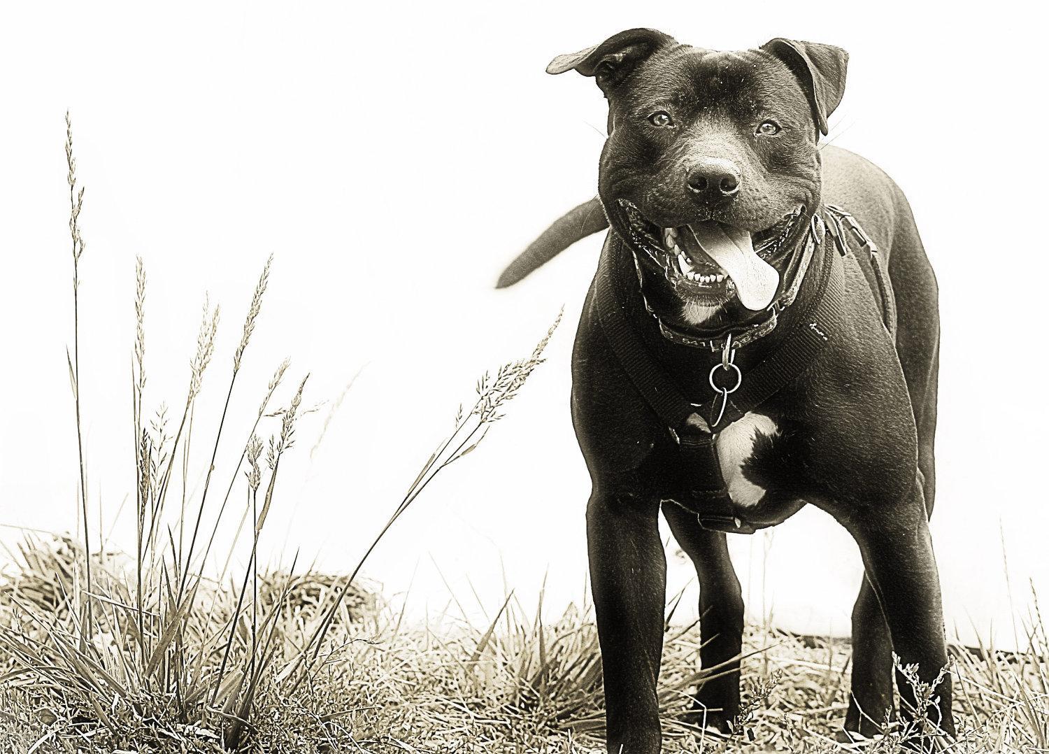 1500x1078 Pitbull Dog Live Wallpaper HD for Android