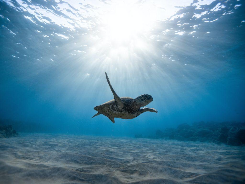 1024x768 Put an Ocean Scene As Your Desktop Background Forum Post