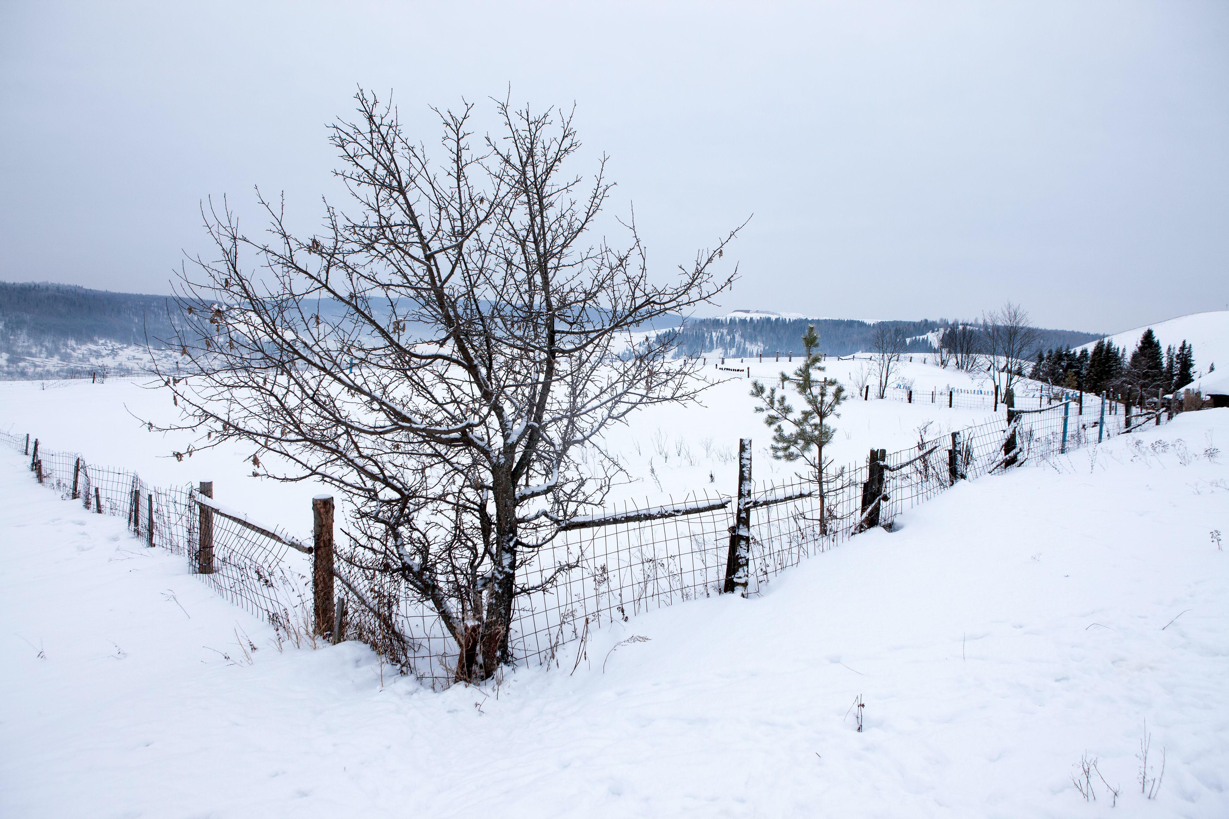 4200x2800 Free photo: Winter village scene, Plant, Winter