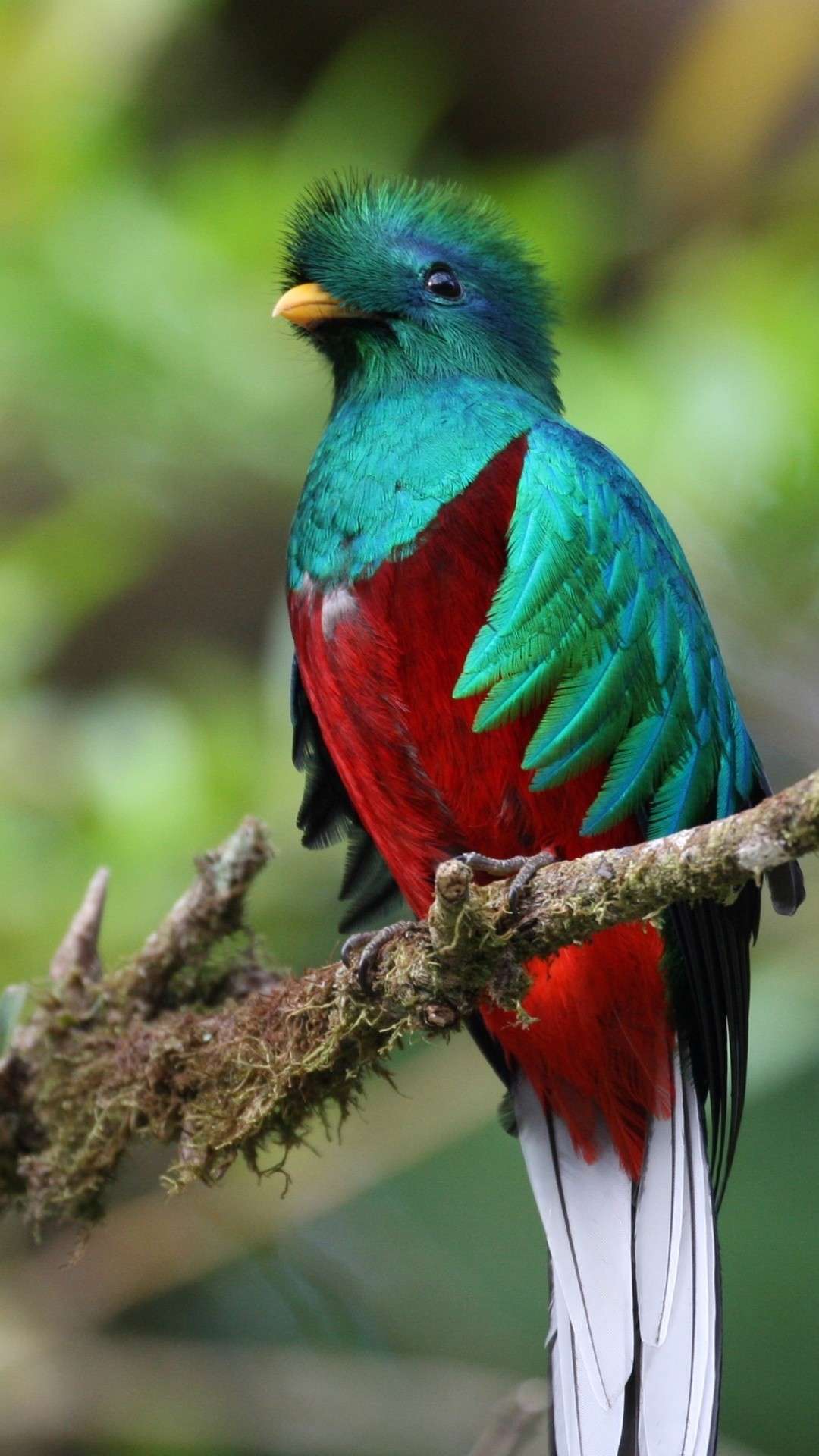 1080x1920 Beautiful Wallpaper Guatemala