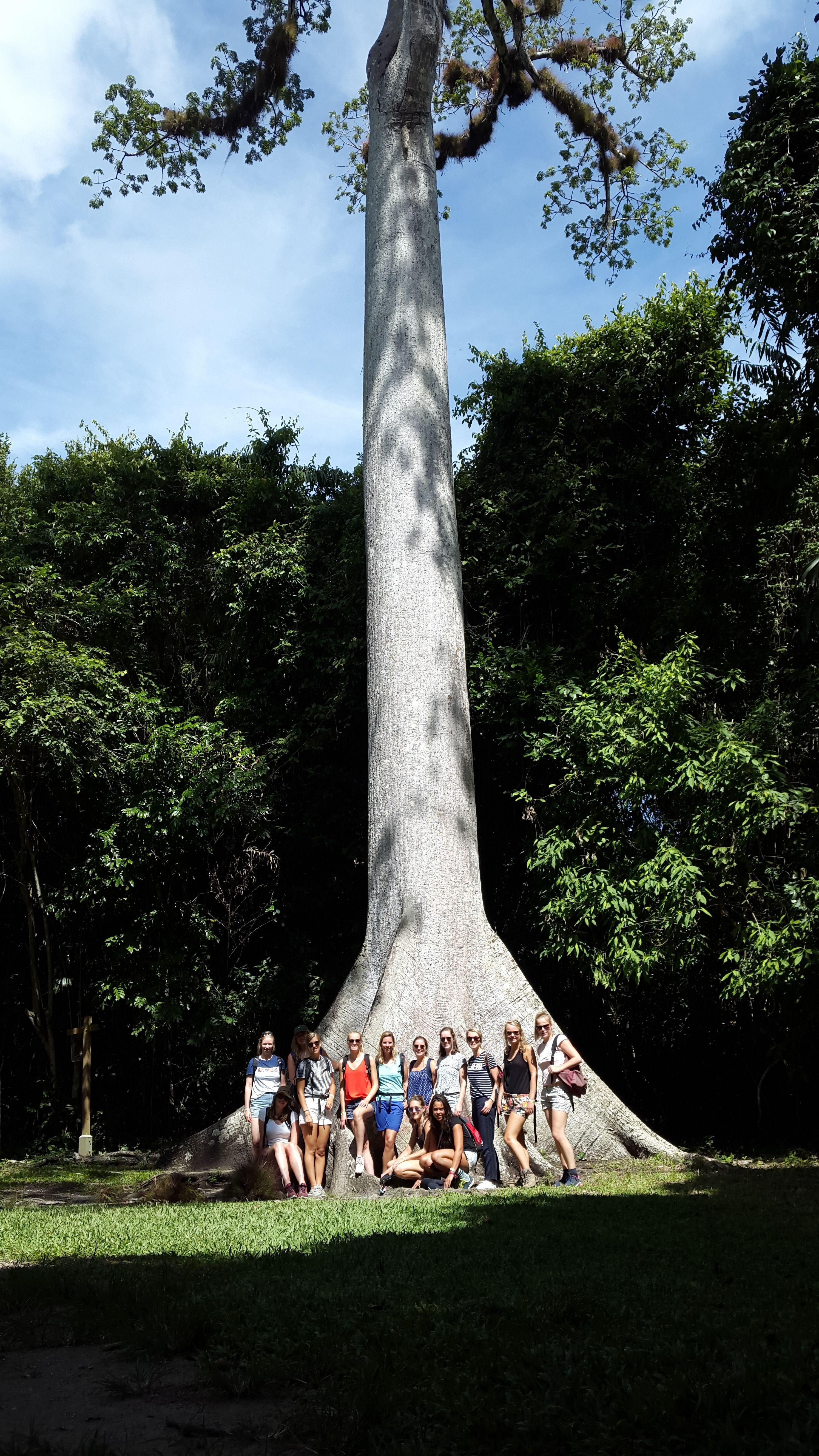 2988x5312 La Ceiba, the national tree of Guatemala. #JungleAdventures #Tikal #MayanRuins #Guatemala #Guatema. Guatemala travel, Central america, International travel agency