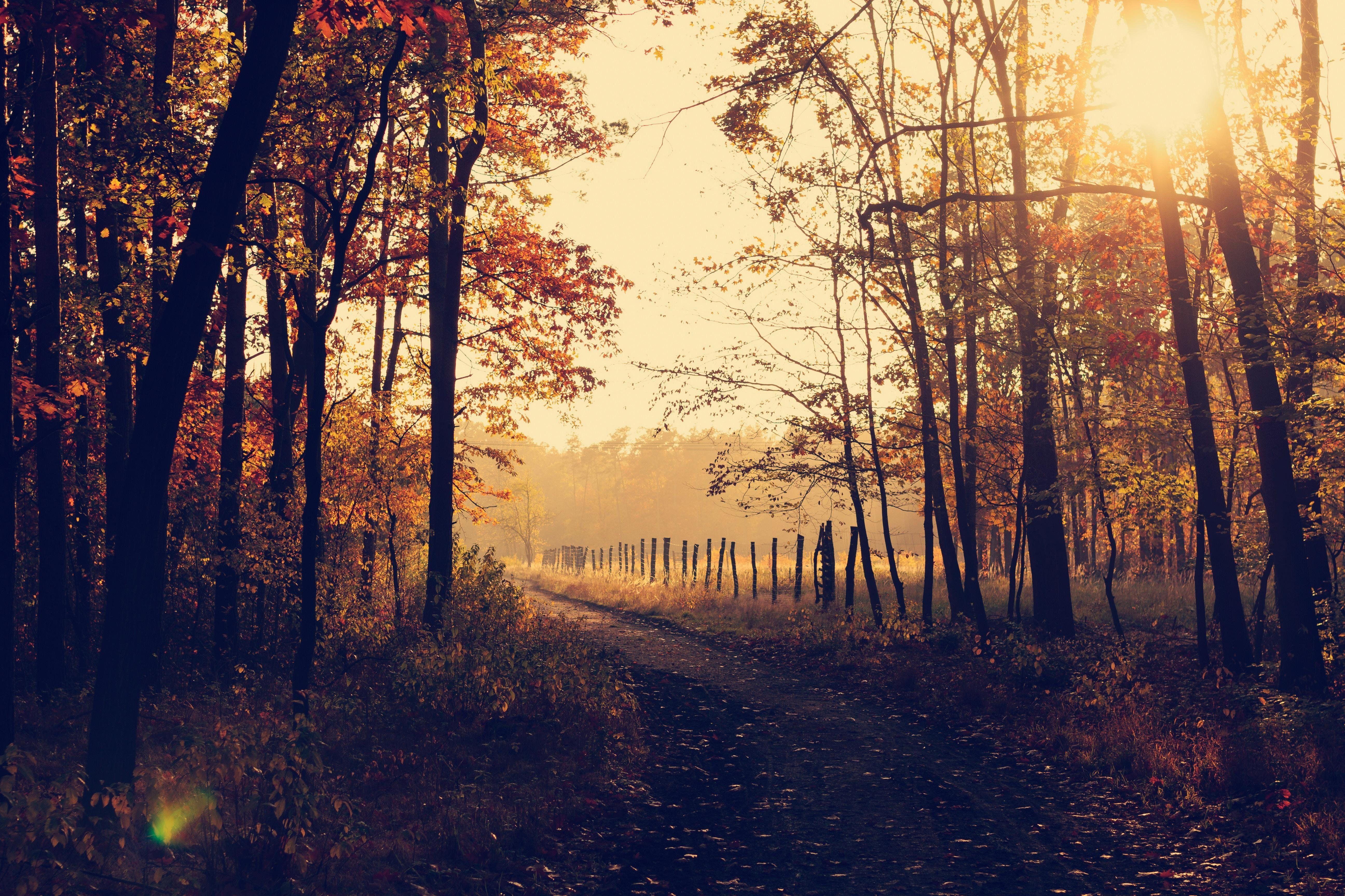 5184x3456 Evening Forest Path Sunbeams, HD Nature, 4k Wallpaper, Image, Background, Photo and Picture