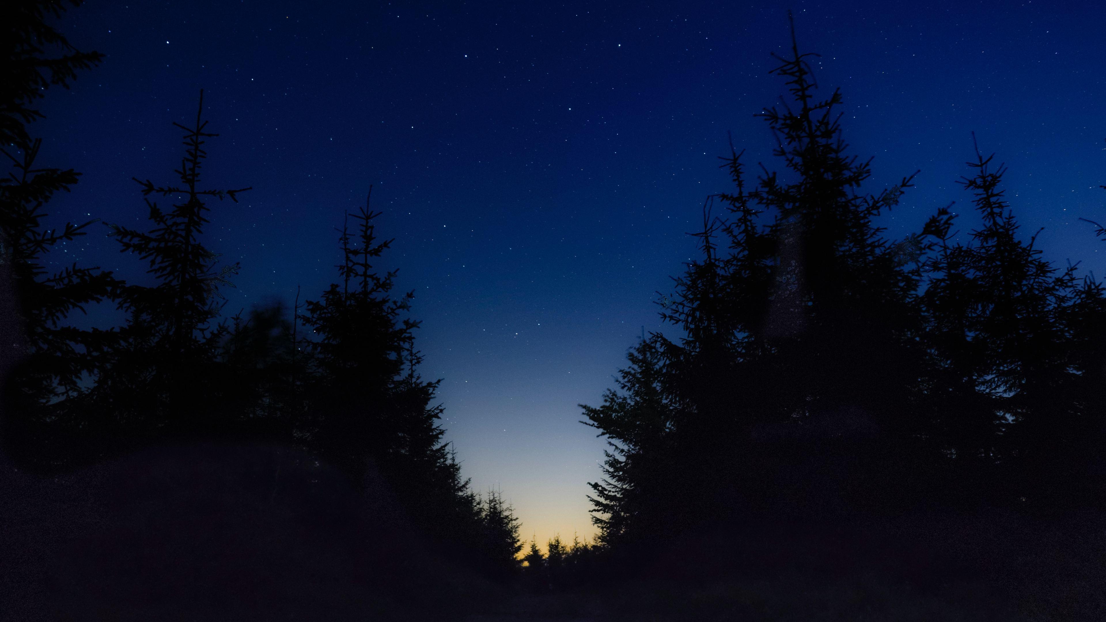 3840x2160 Wallpaper 4k Nice View Between Forest Trees At Evening Sky 4k 4k Wallpaper, 5k Wallpaper, Evening Wallpaper, Forest Wallpaper, Hd Wallpaper, Nature Wallpaper, Night Wallpaper, Sky Wallpaper, Trees Wallpaper