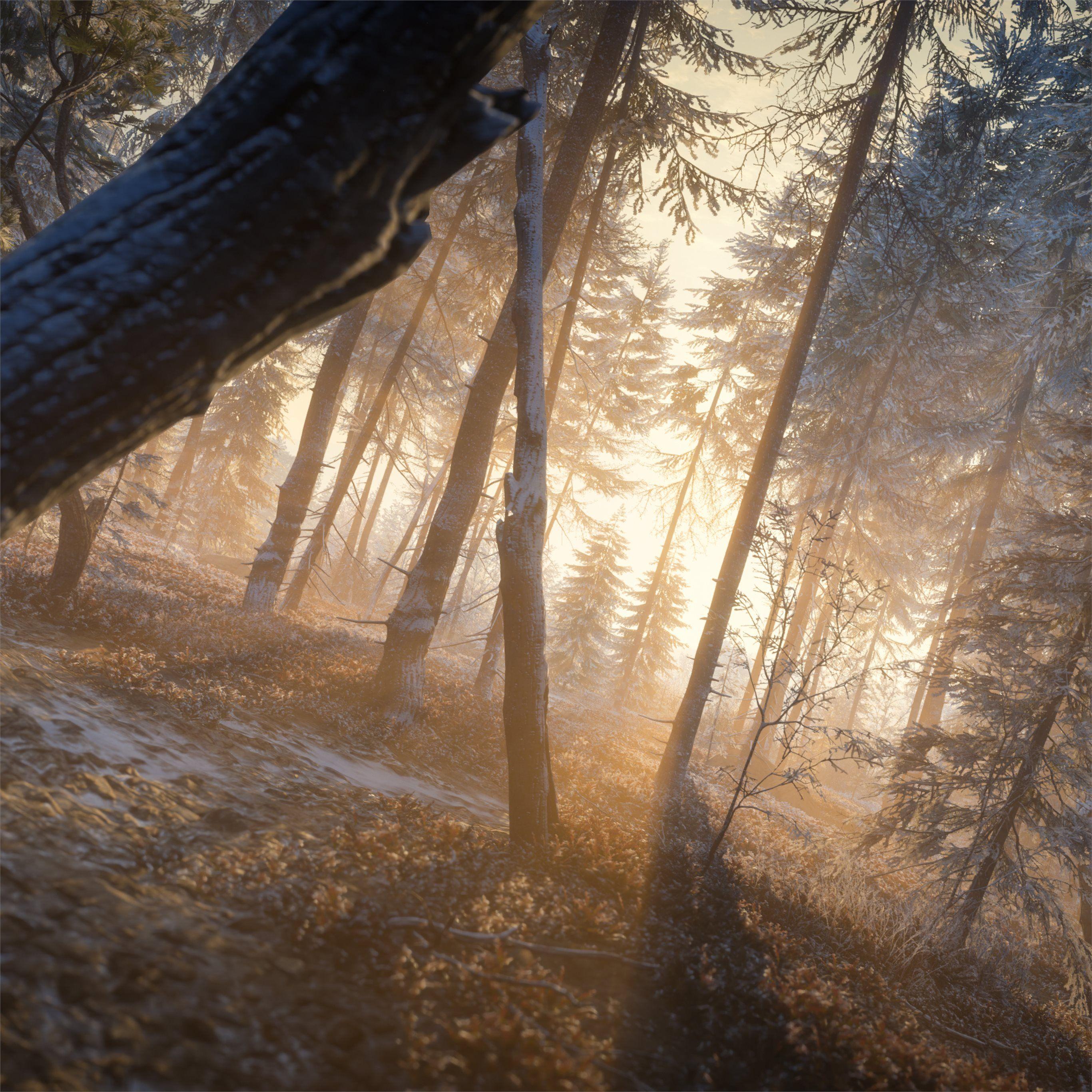 Evening Forest Wallpapers - Top Free Evening Forest Backgrounds