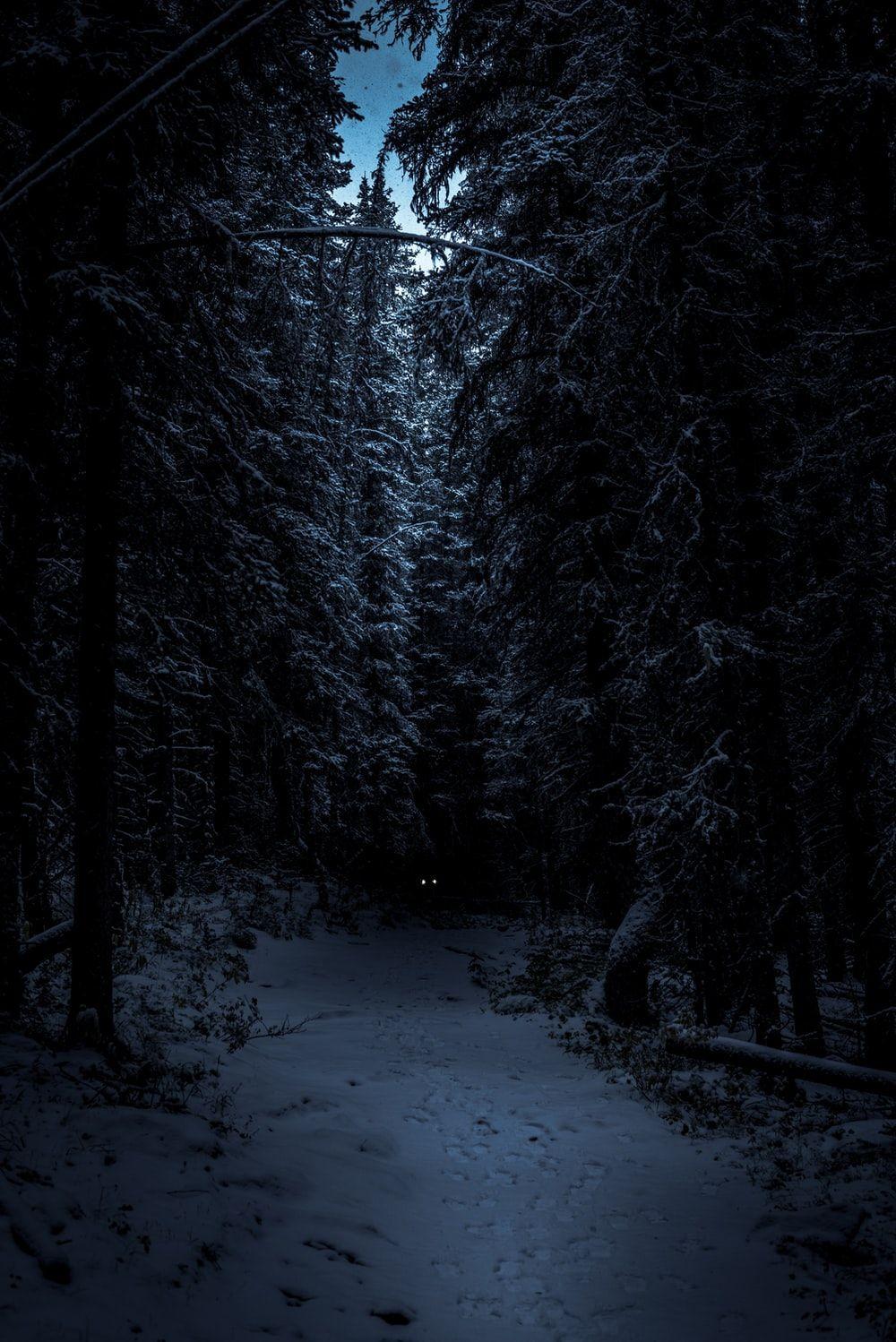1000x1498 Night Forest Picture. Download Free Image