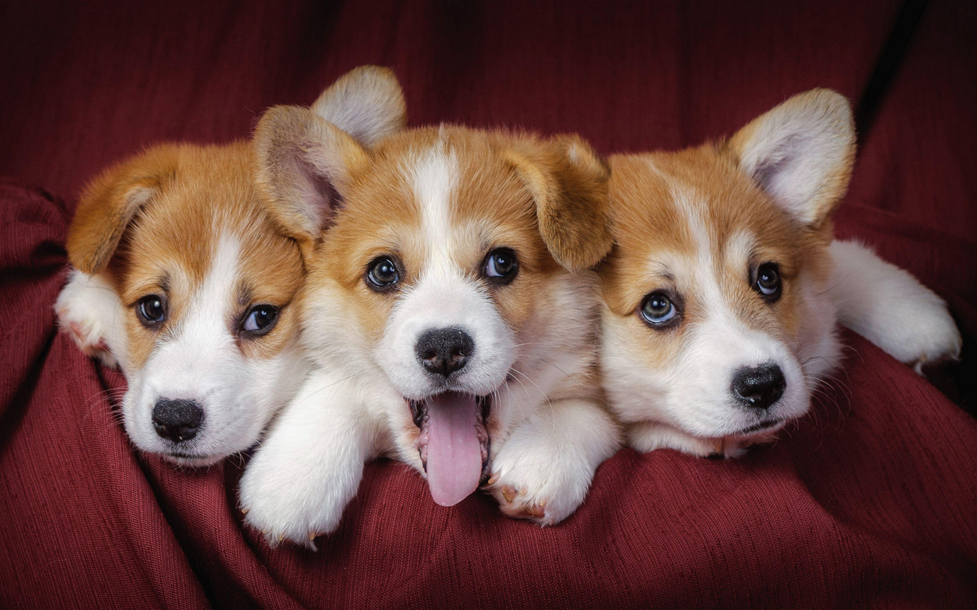 3840x2400 Corgi Wallpaper HD .