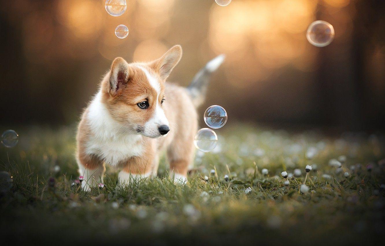 Baby Corgi Wallpapers - Top Free Baby Corgi Backgrounds - WallpaperAccess