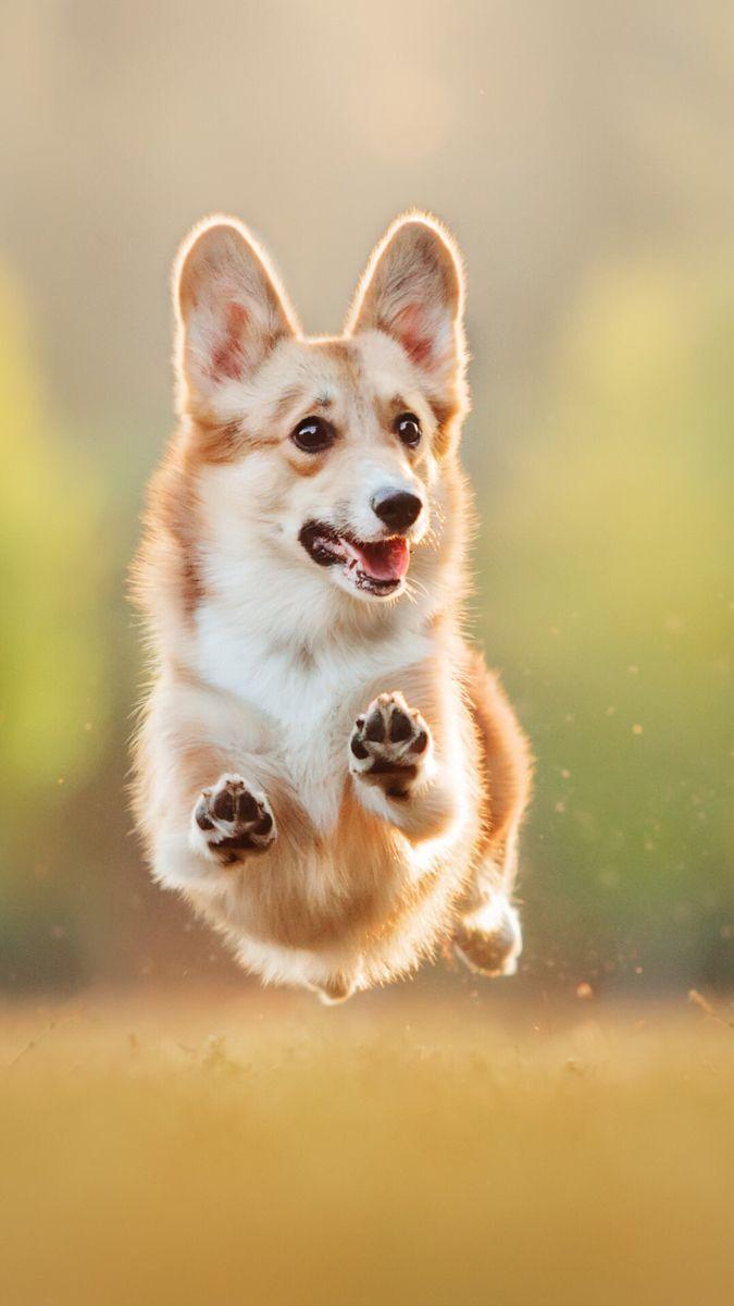 Baby Corgi Wallpapers - Top Free Baby Corgi Backgrounds - WallpaperAccess