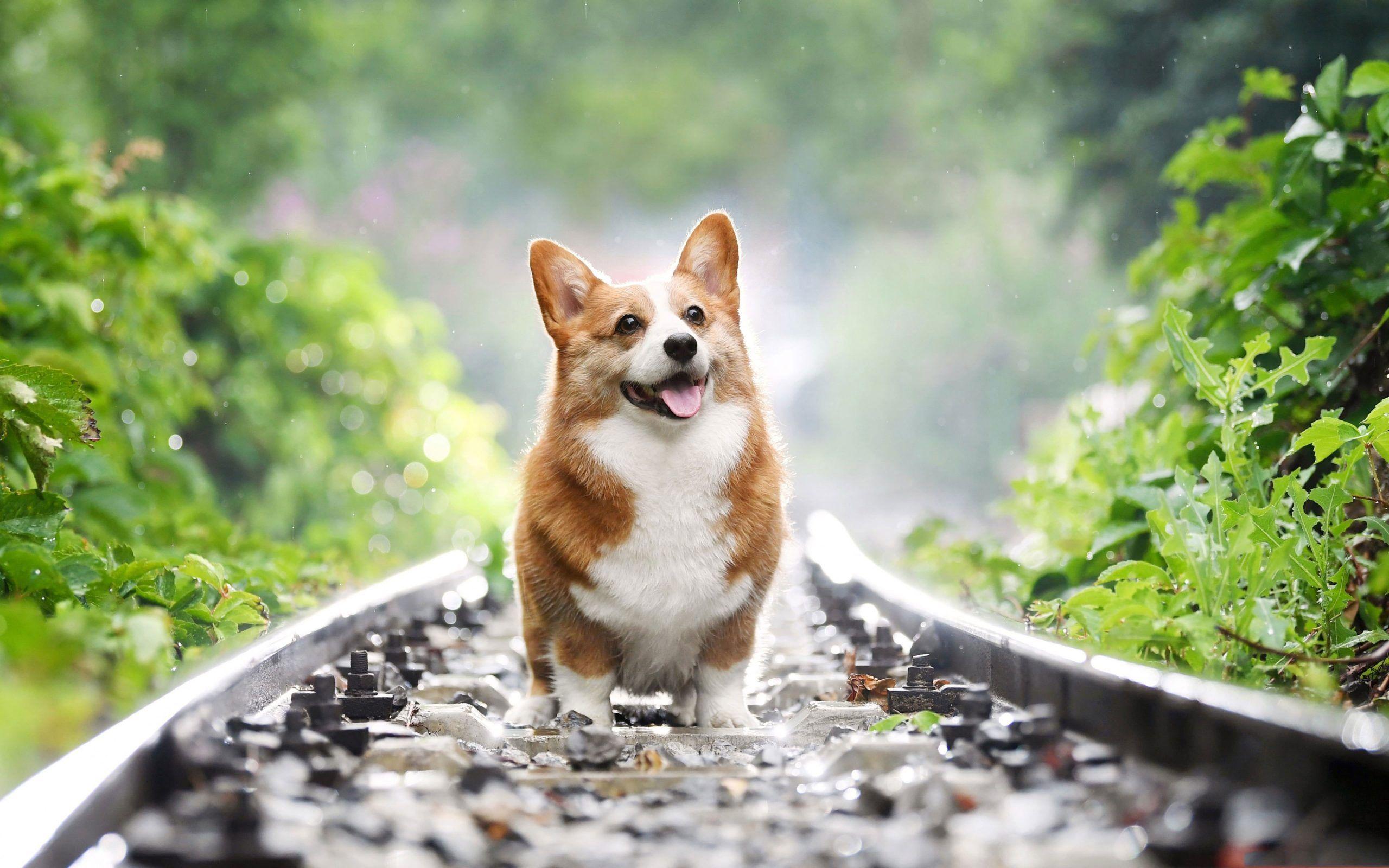 Aesthetic Corgi Wallpapers - Top Free Aesthetic Corgi Backgrounds - WallpaperAccess