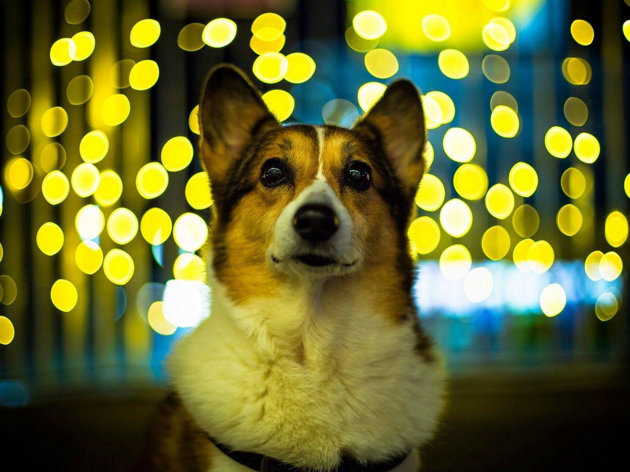 1280x960 Download wallpaper 1280x960 welsh corgi, dog, glare, face, beautiful standard 4:3 HD background