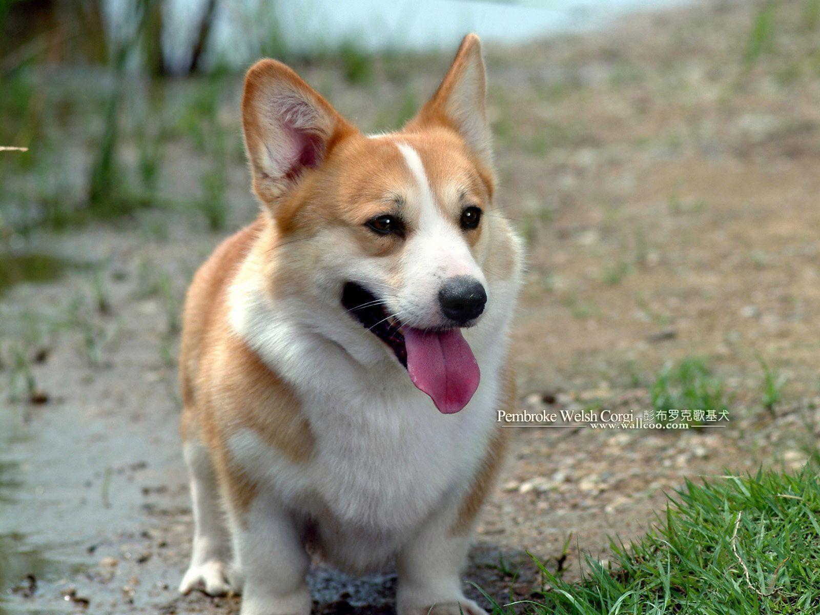 1600x1200 Corgi Laptop Wallpaper .