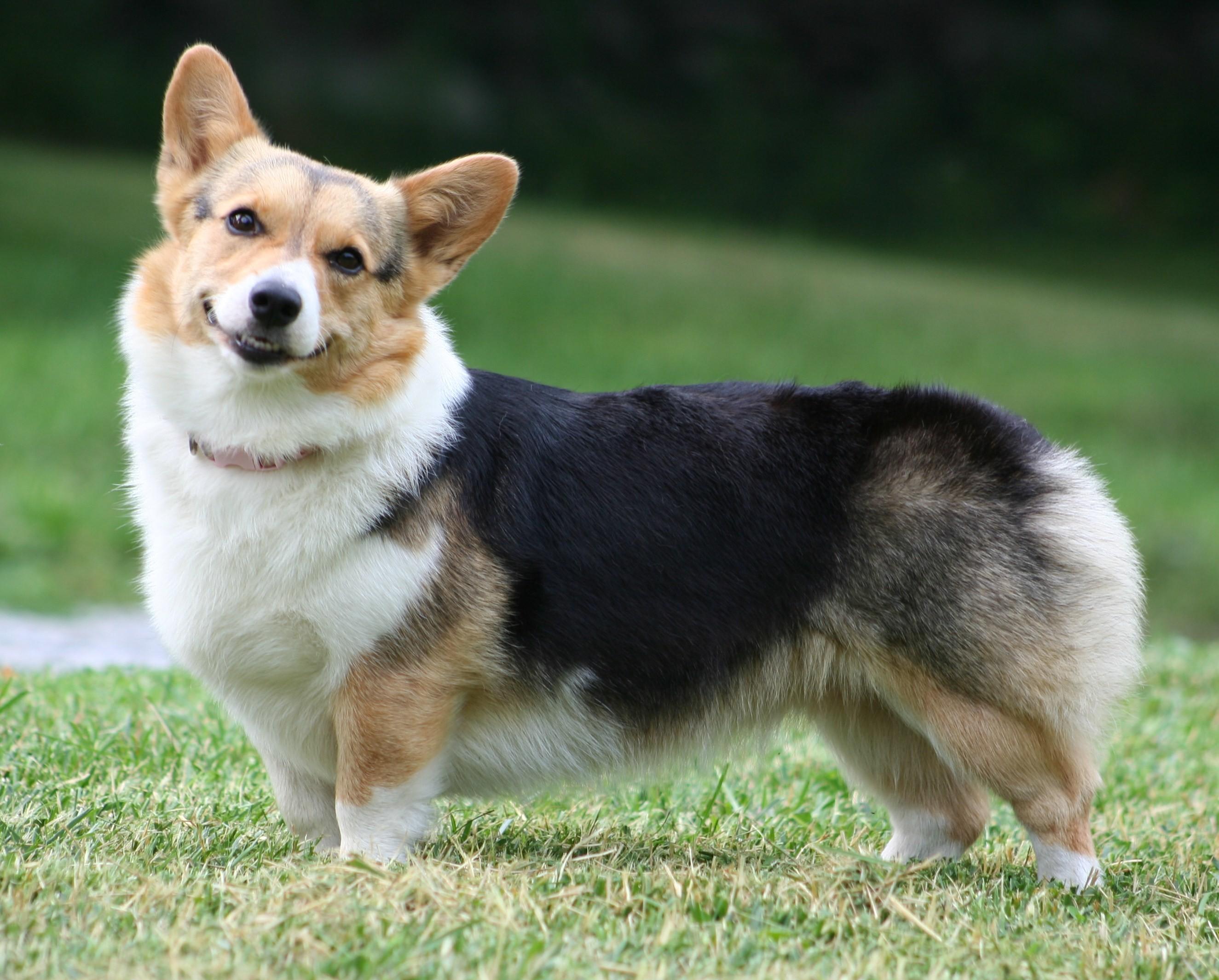 2649x2131 Pembroke Welsh Corgis Dog Wallpaper