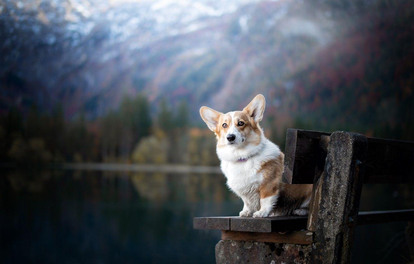 1332x850 Wallpaper bench, dog, bokeh, Welsh Corgi image for desktop, section собаки